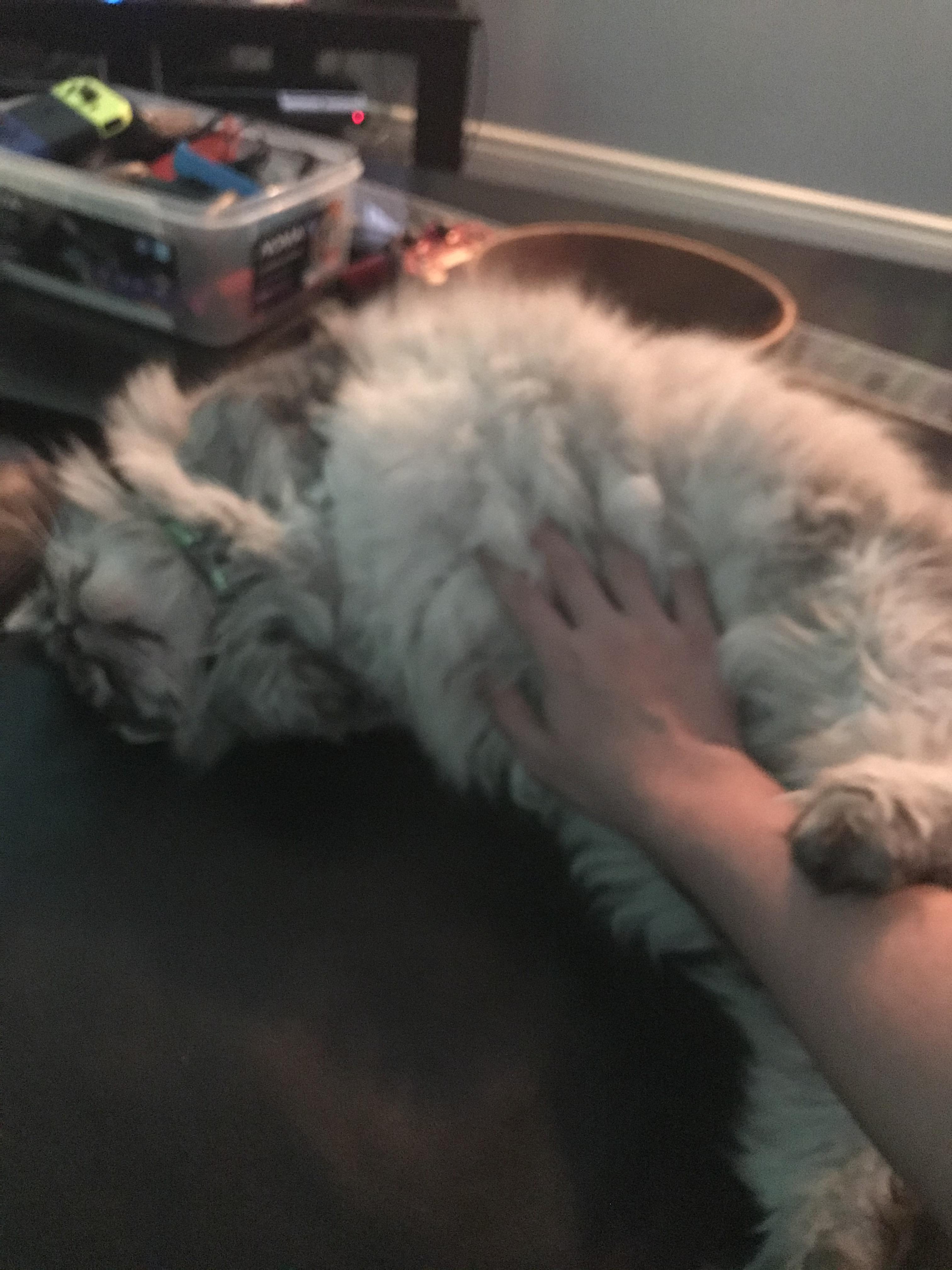 He likes belly rubs r/Chonkers