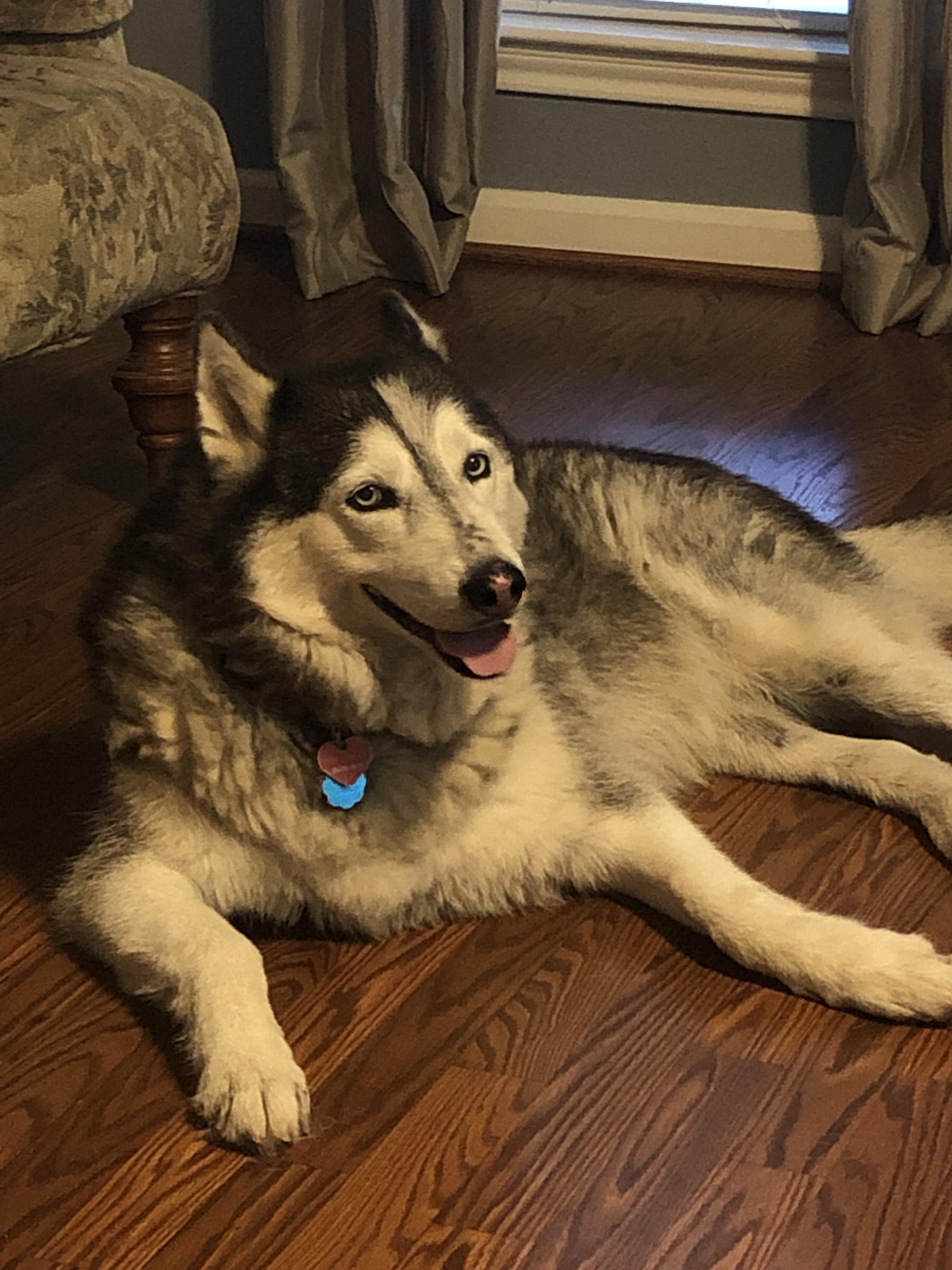 My dog everyday when she comes in from outside PuppySmiles