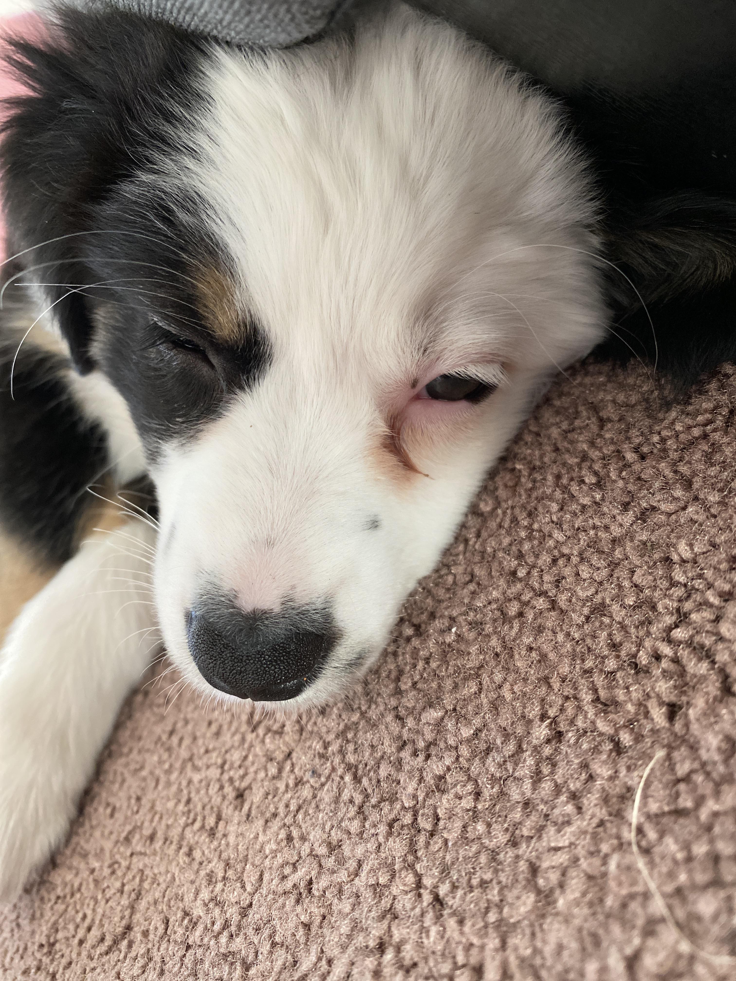 How do I clean my dogs eye safely r/miniaussie