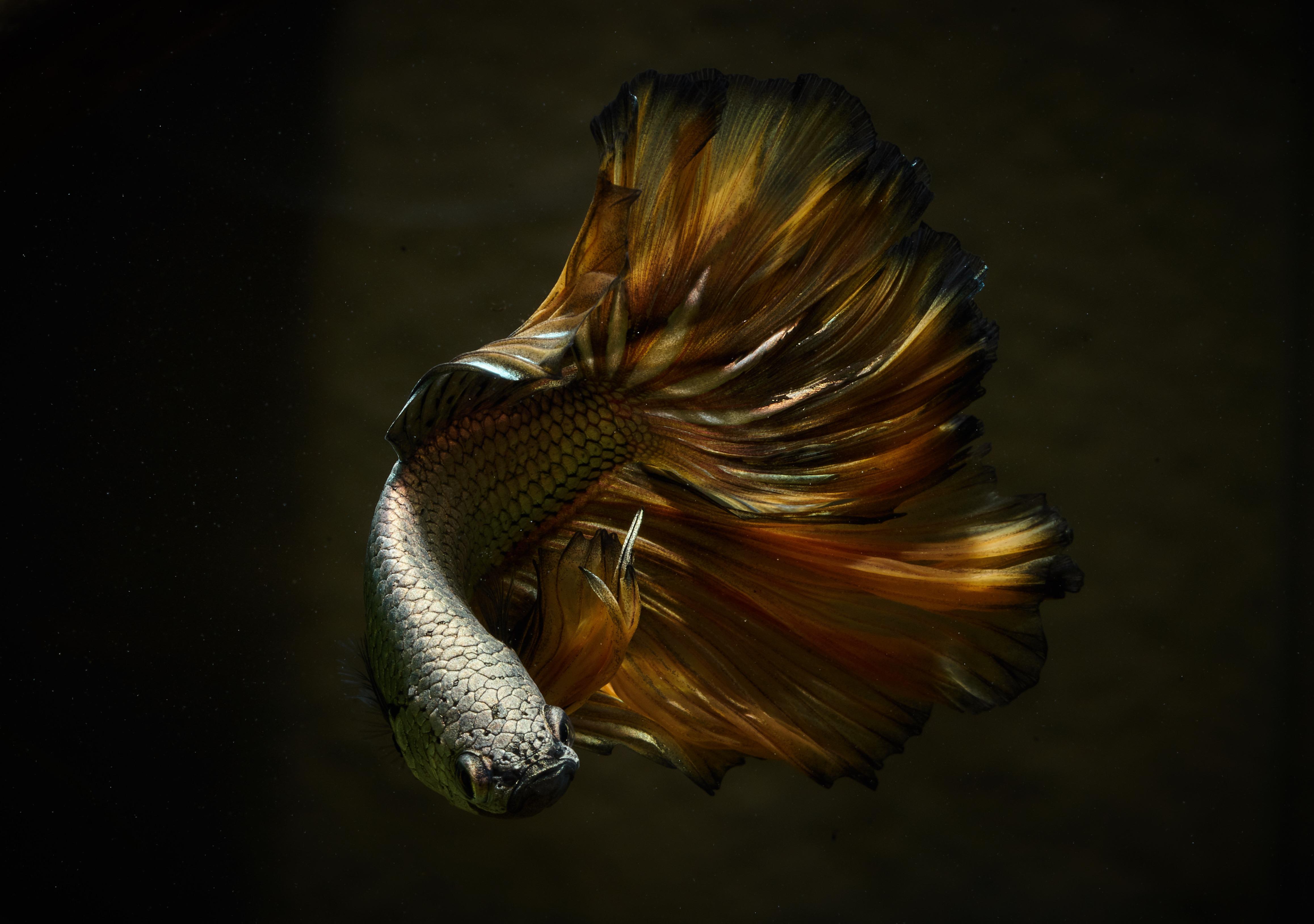 Copper Mustard Gas Betta [4631×3257] r/MacroPorn