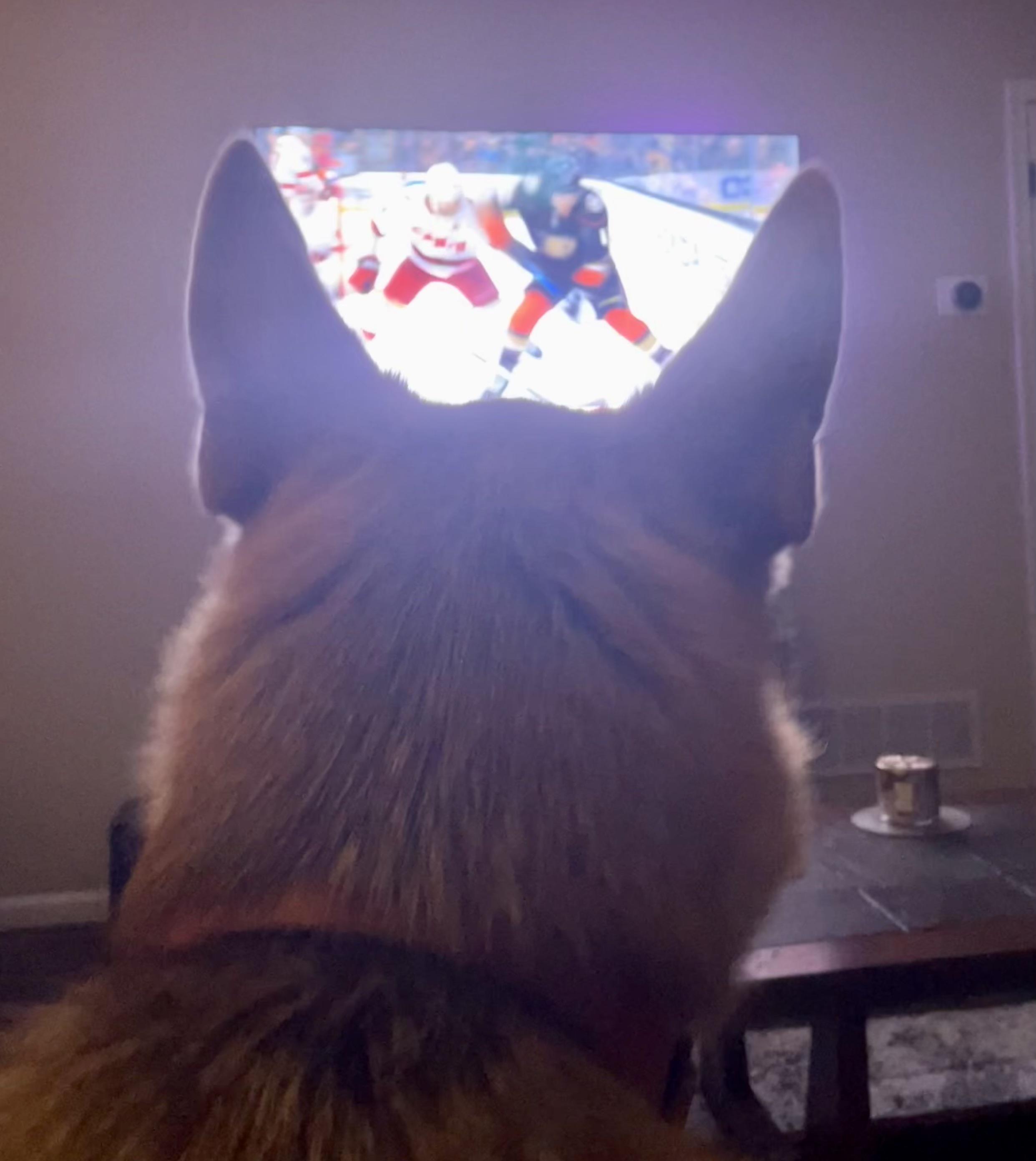 My view for hockey tonight r/canes