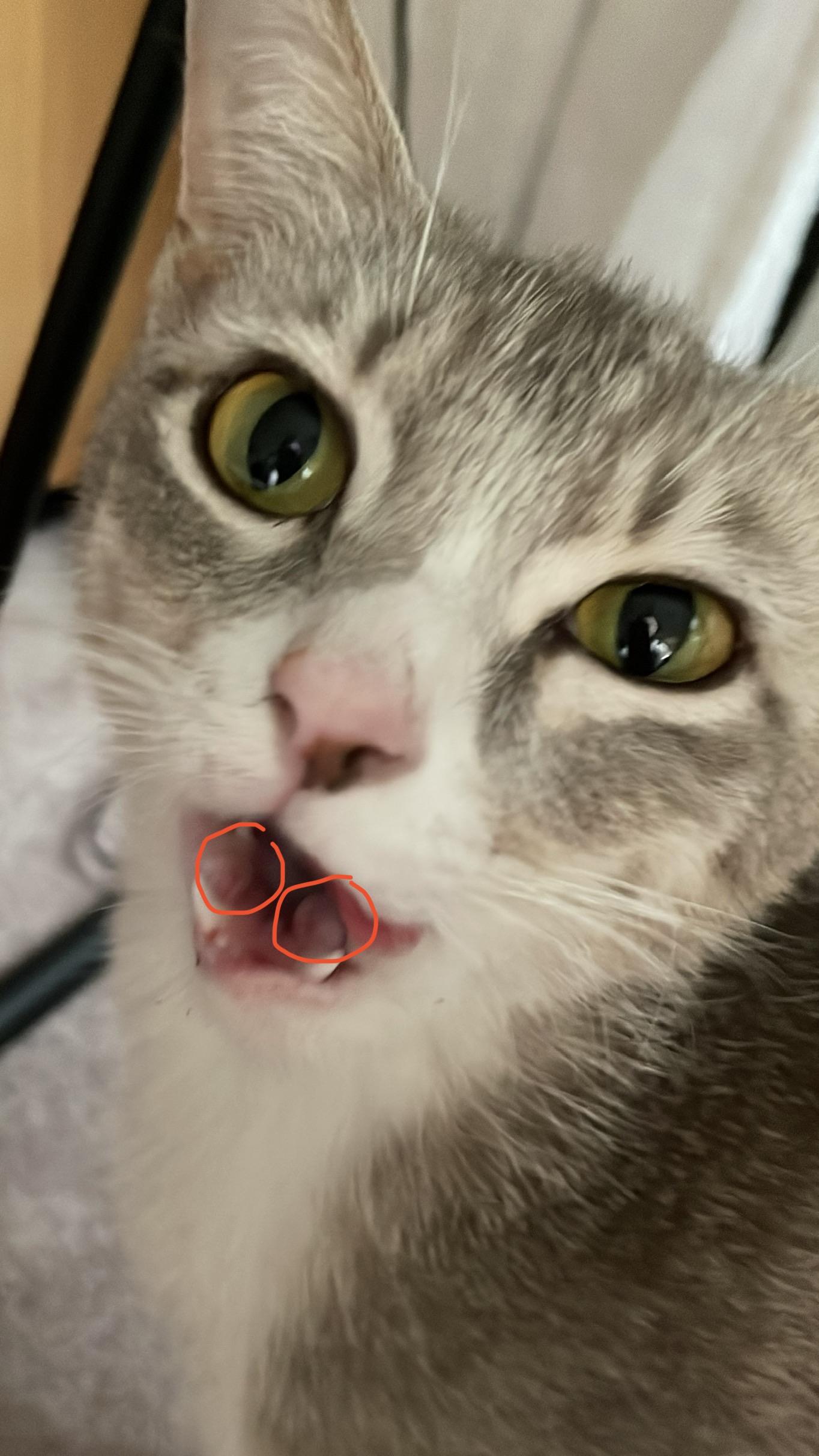What are these bumps in my cat’s mouth? Is this normal? r/catcare