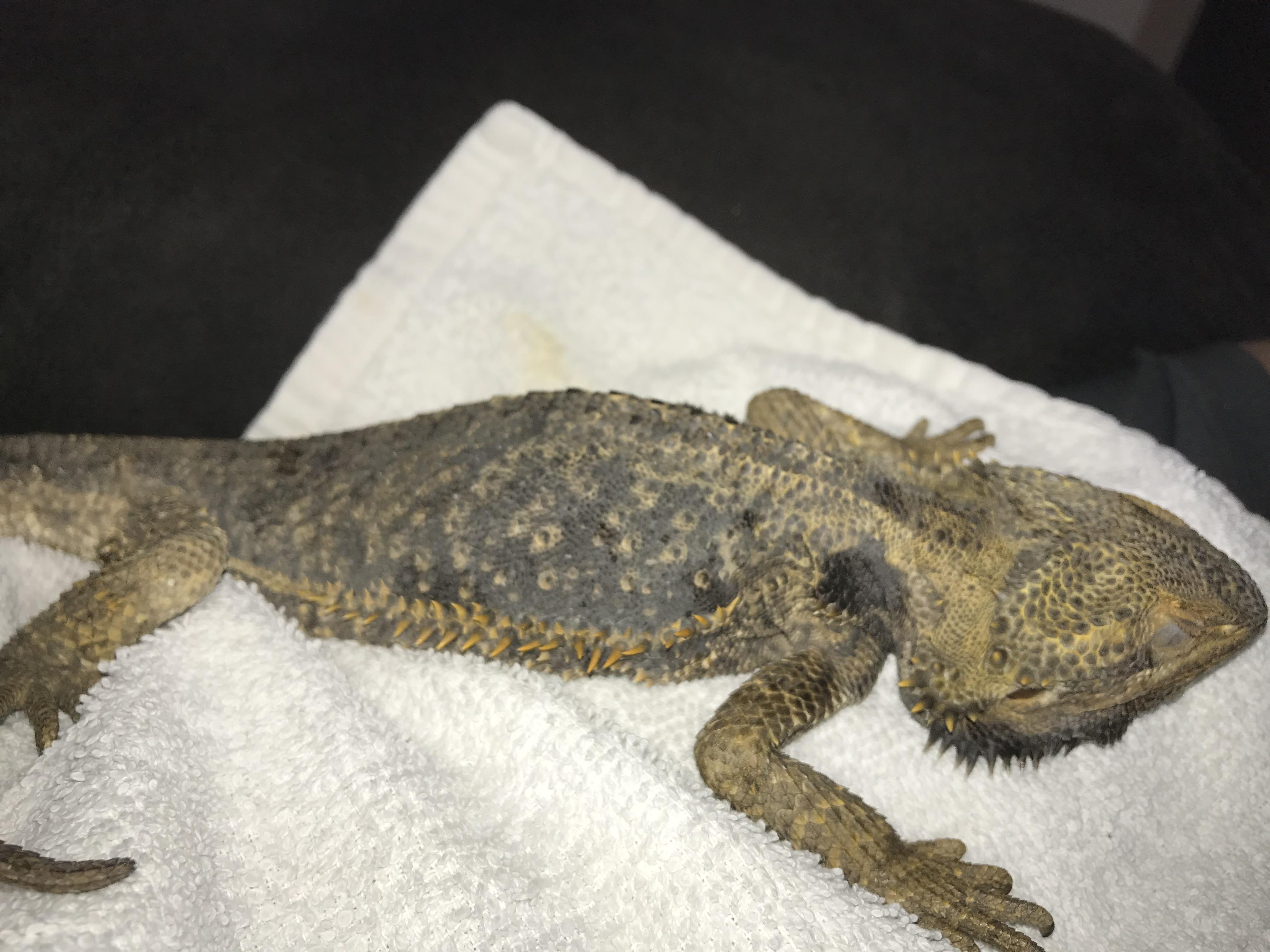 How To Give A Bearded Dragon A Bath