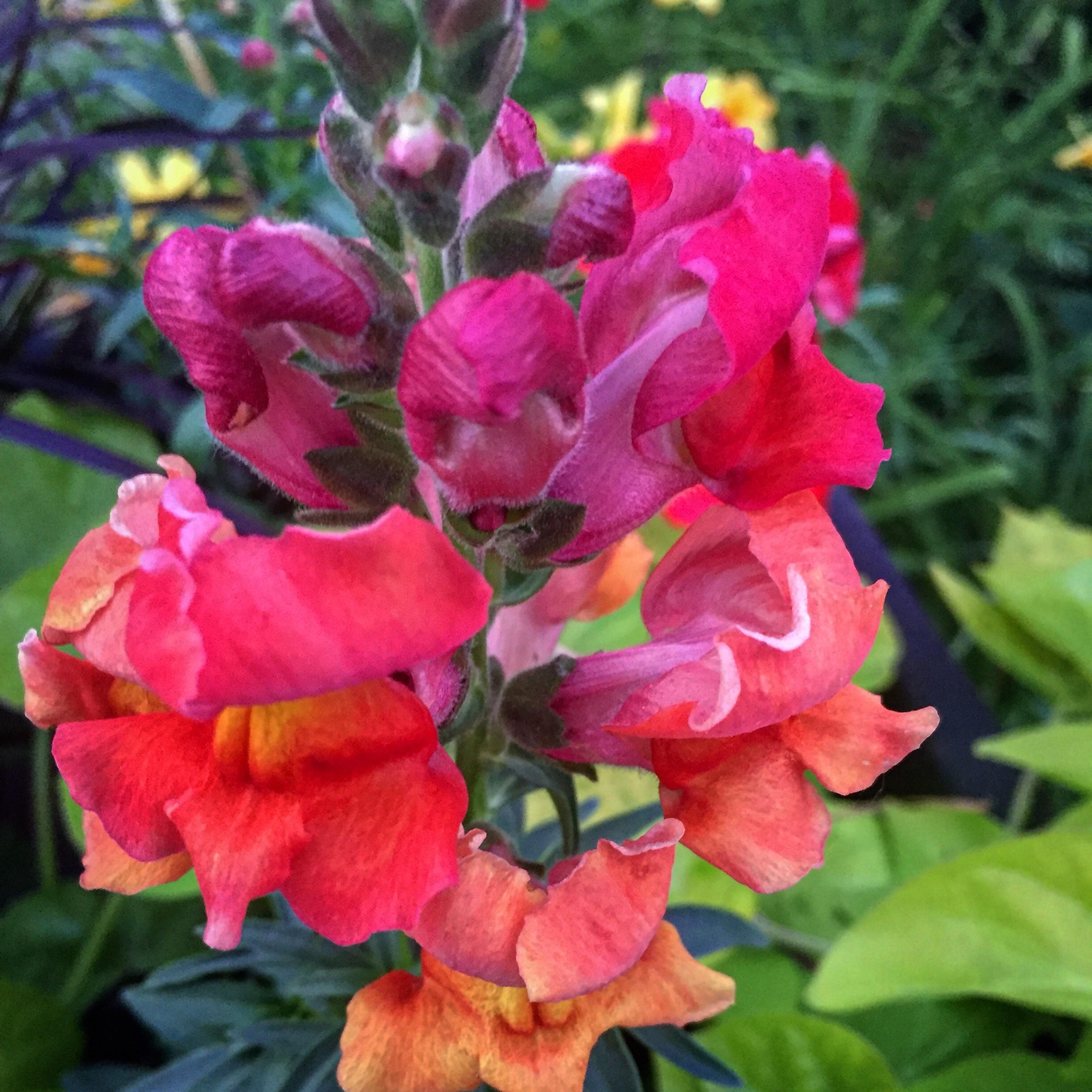 Oh snap! r/gardening