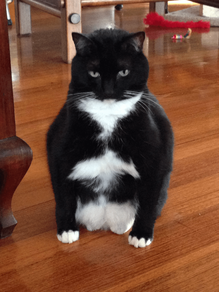My cat is sitting on her haunches with her front legs apart. r/mildlyinteresting