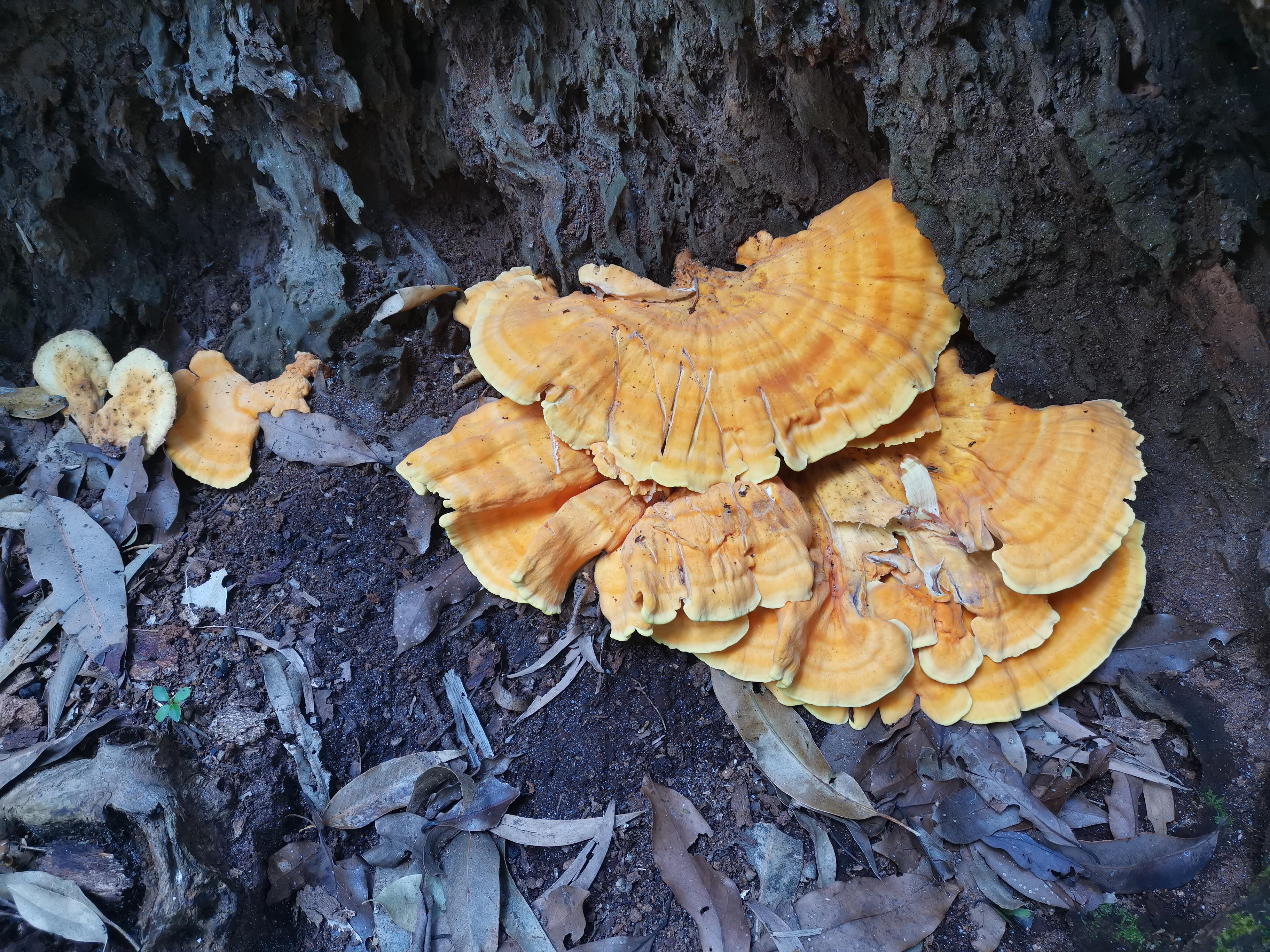 Is that chicken of the woods? Location Queensland, Australia. r/foraging