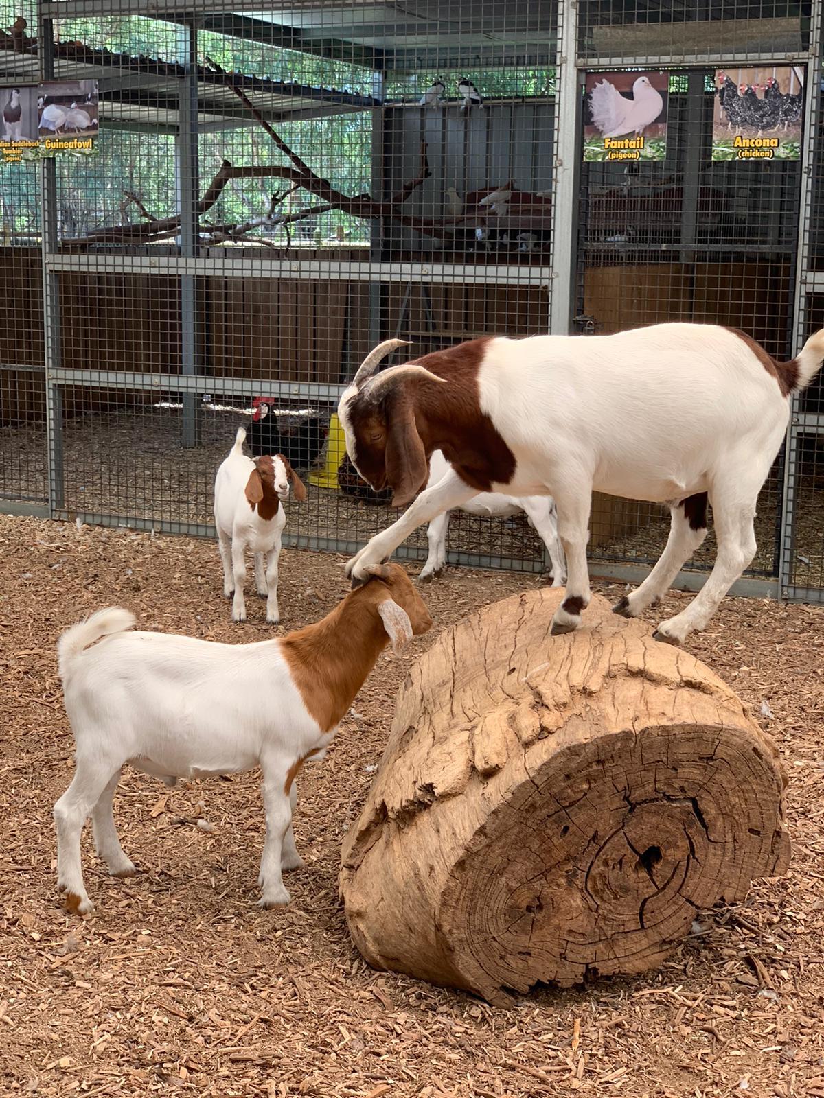 These cute goats I met at a Wildlife Park in my city r/aww