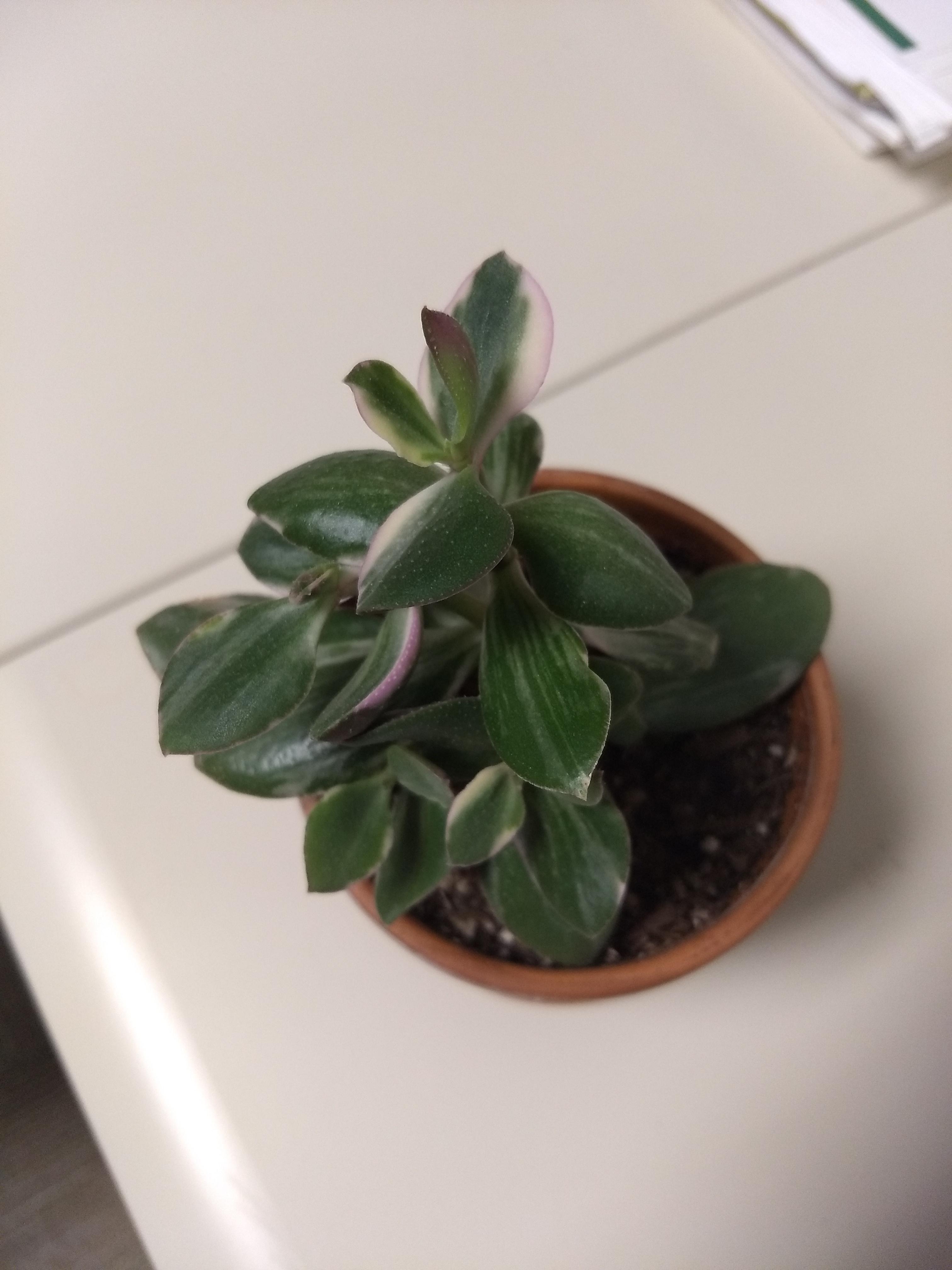 Jade plant turning pink is this normal? r/houseplants