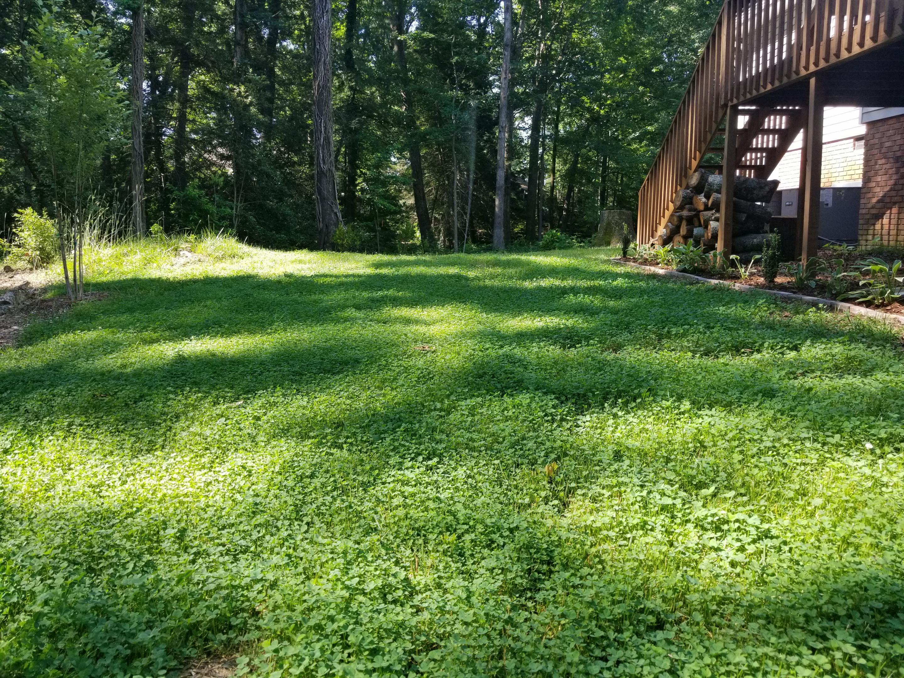 My MicroClover Backyard. r/NoLawns