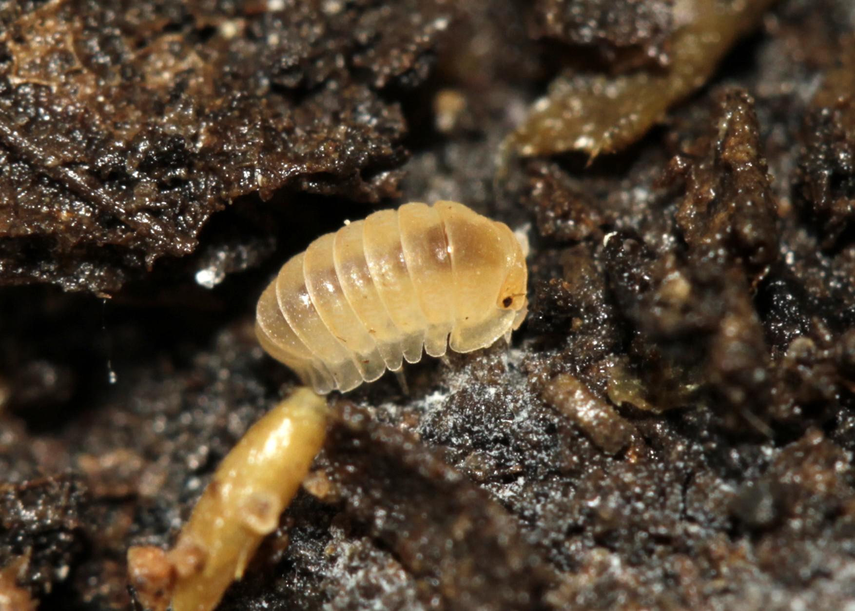 Rubber ducky baby r/isopods