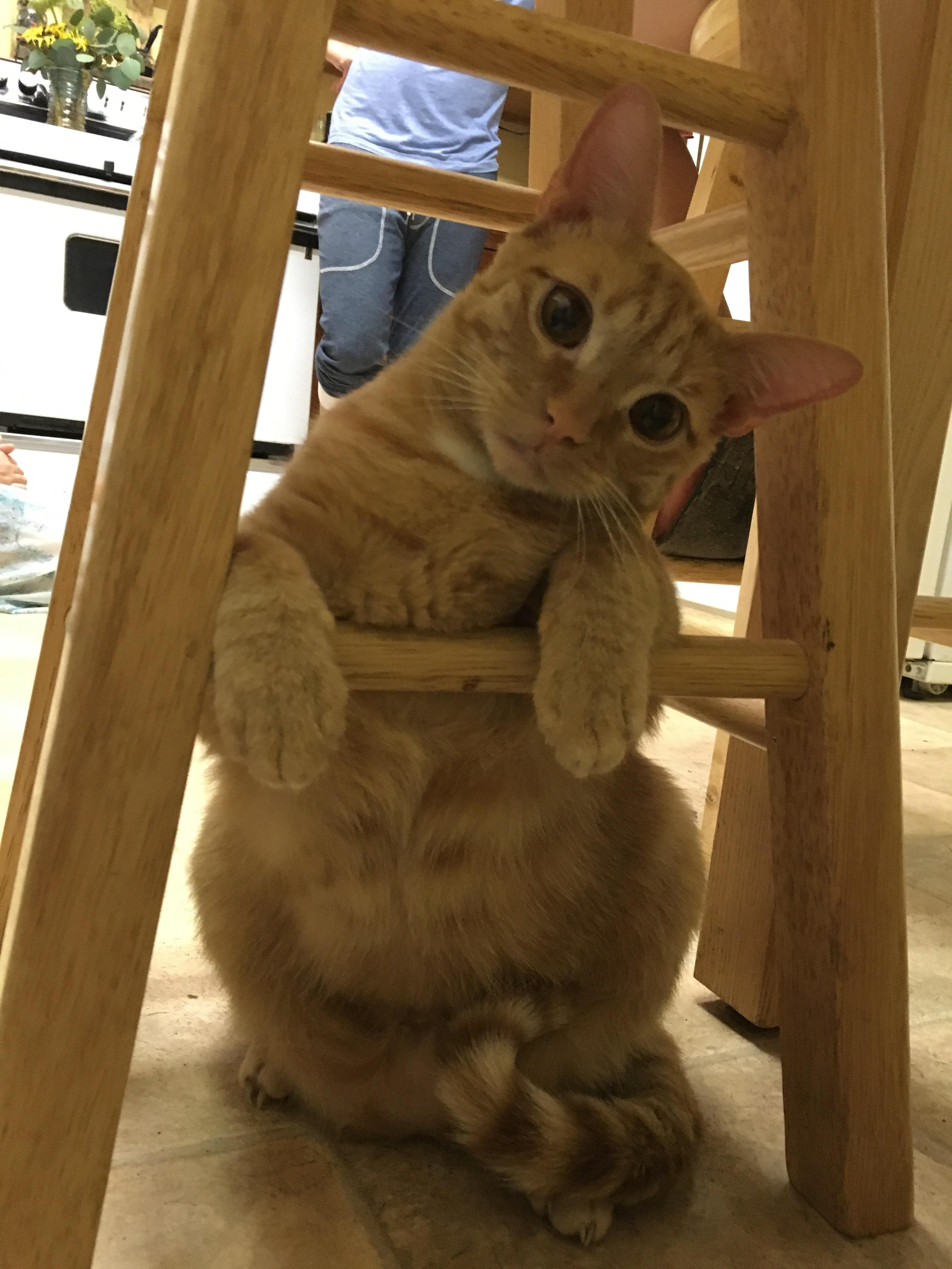 Hey Reddit, this is Tiny Cat! He posed just for you. Cuties Overload