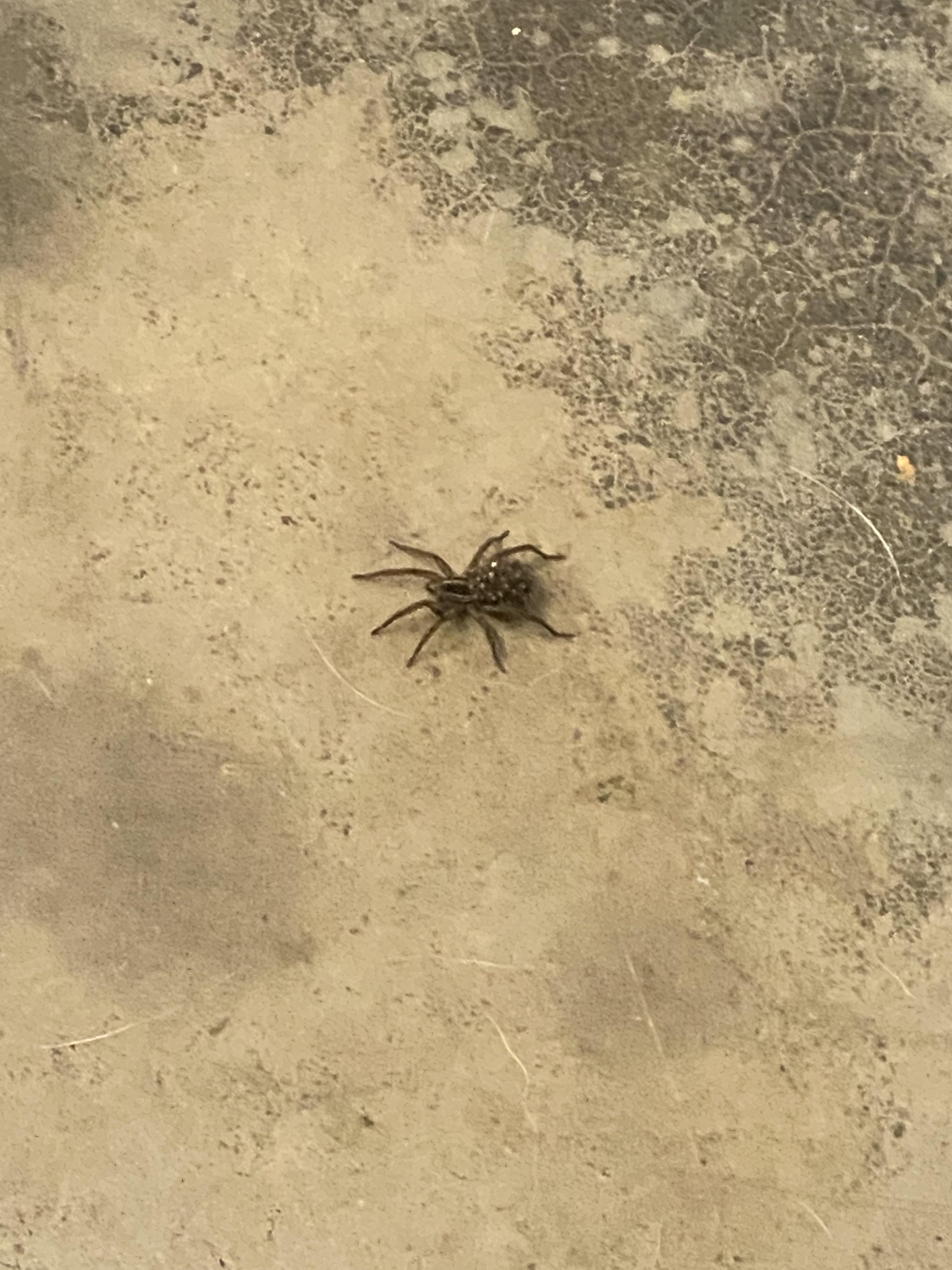 Dog Scared Of Spider