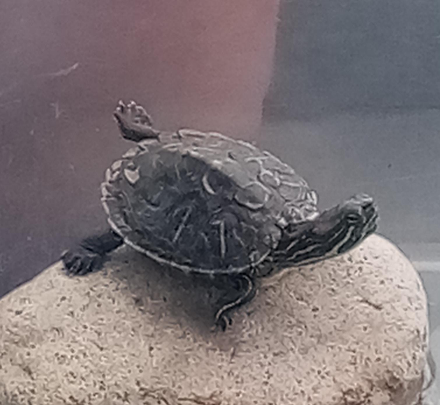 my turtle likes doing yoga turtles