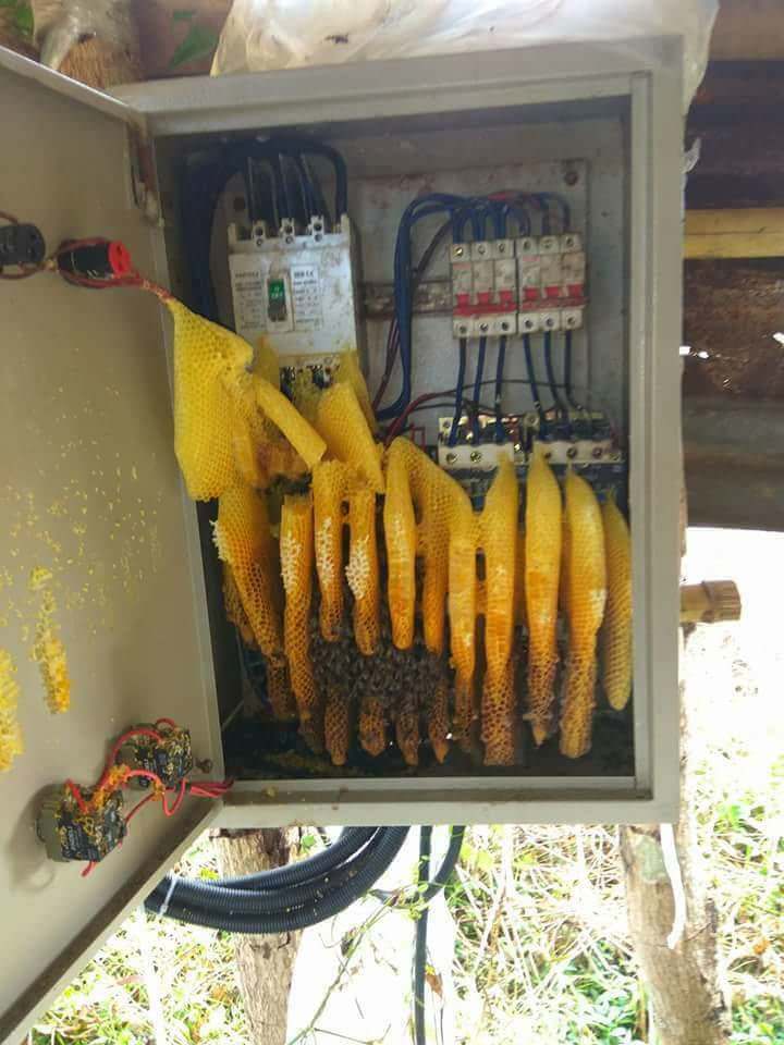 In case you wondered why electric boxes have that buzzing sound pics