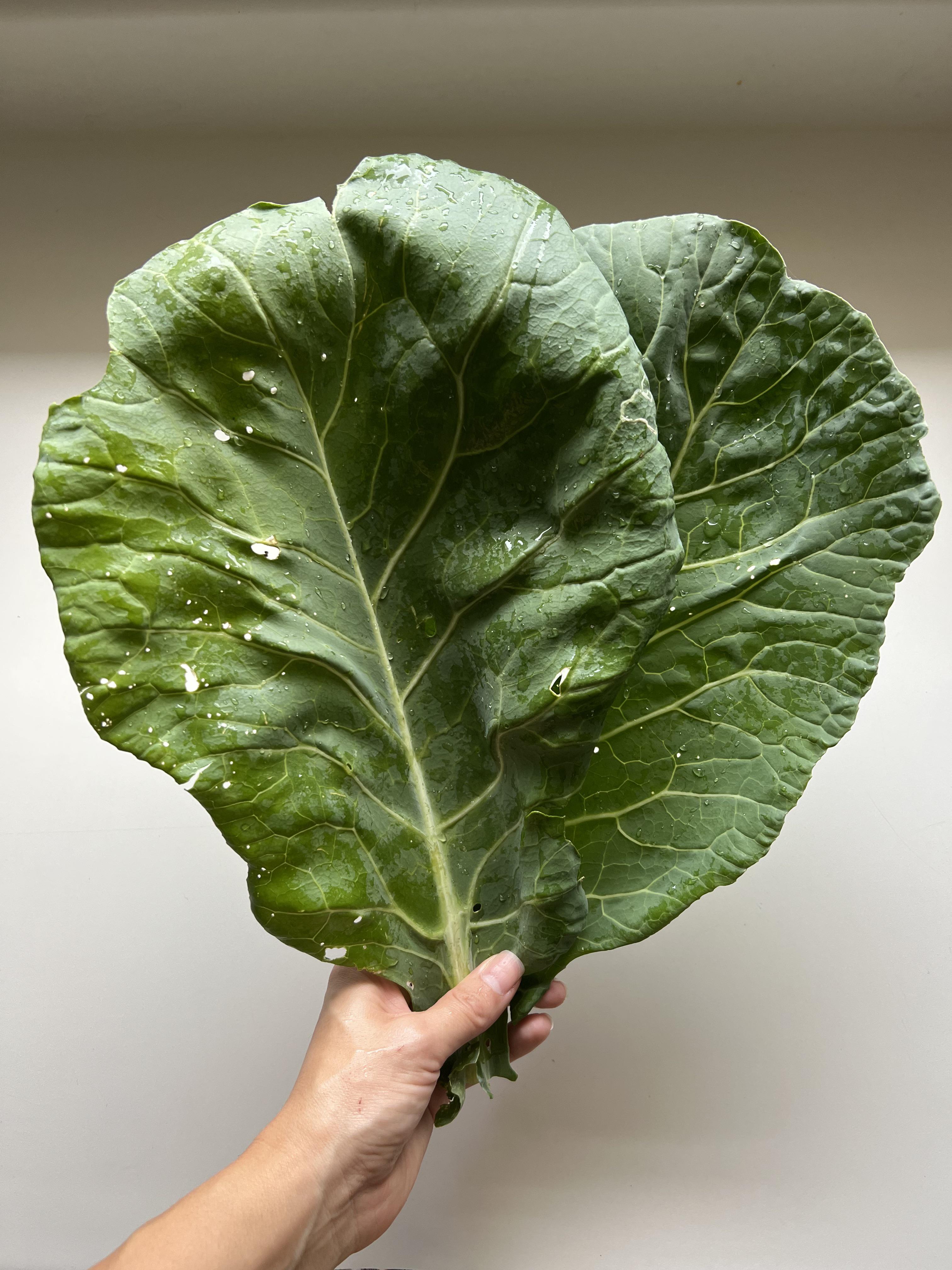 Last year, my garden produced a tiny potato. This year, I grew enormous