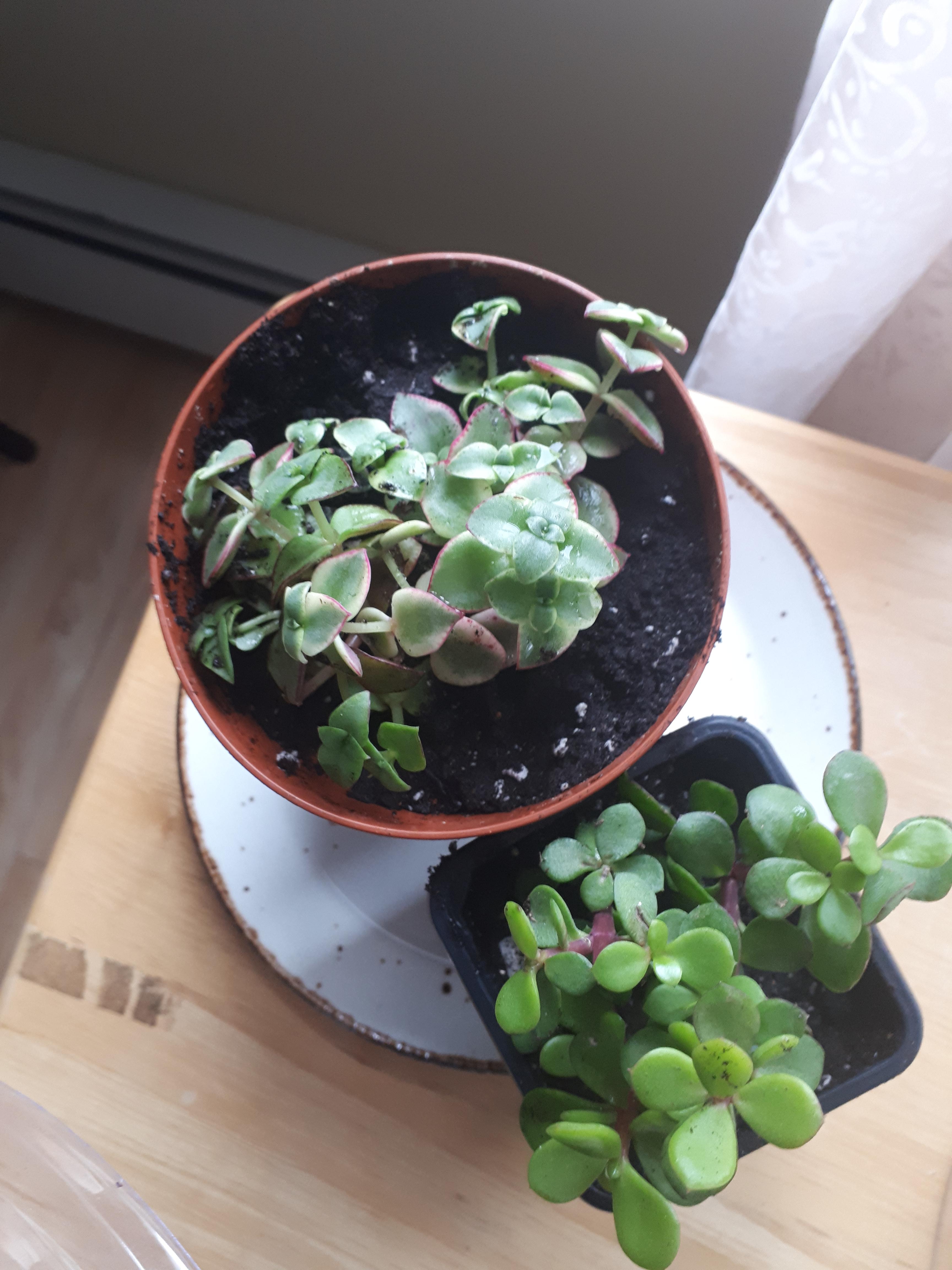 Bought these from Kent today What are they? r/houseplants
