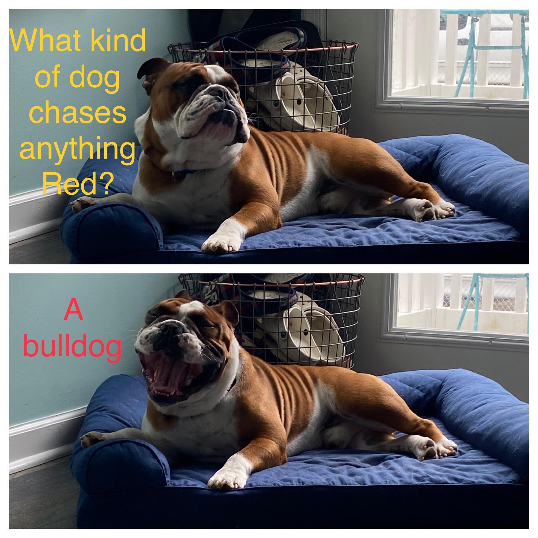 Dad jokes with Rocky englishbulldog