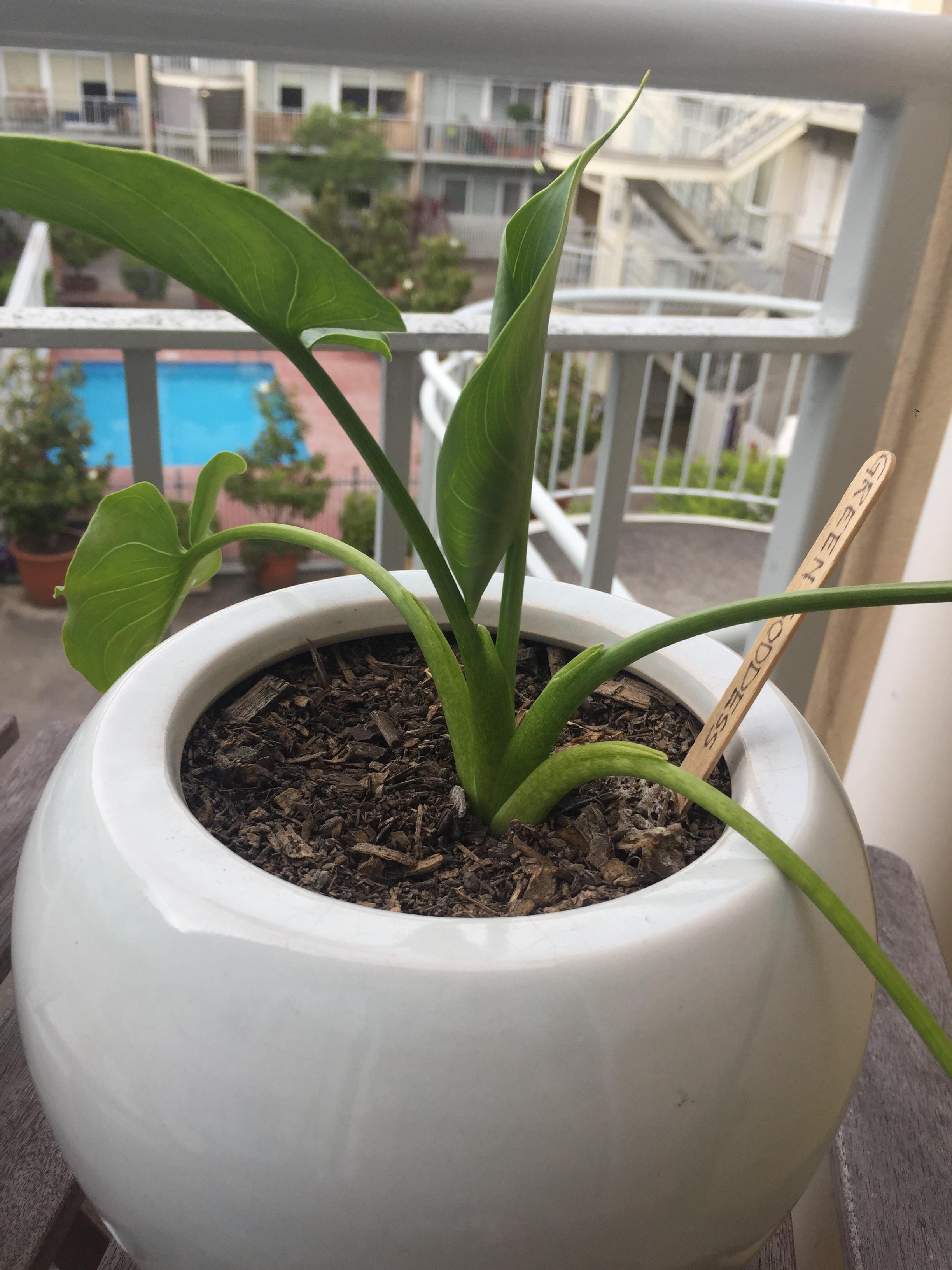 Melbourne, Australia. Only have had the plant in warmer months. r