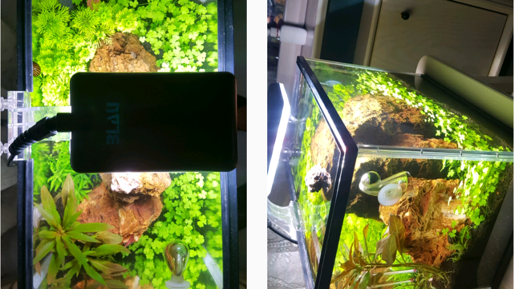 First month of aquascaping with Co2 and four plants. No fishes added