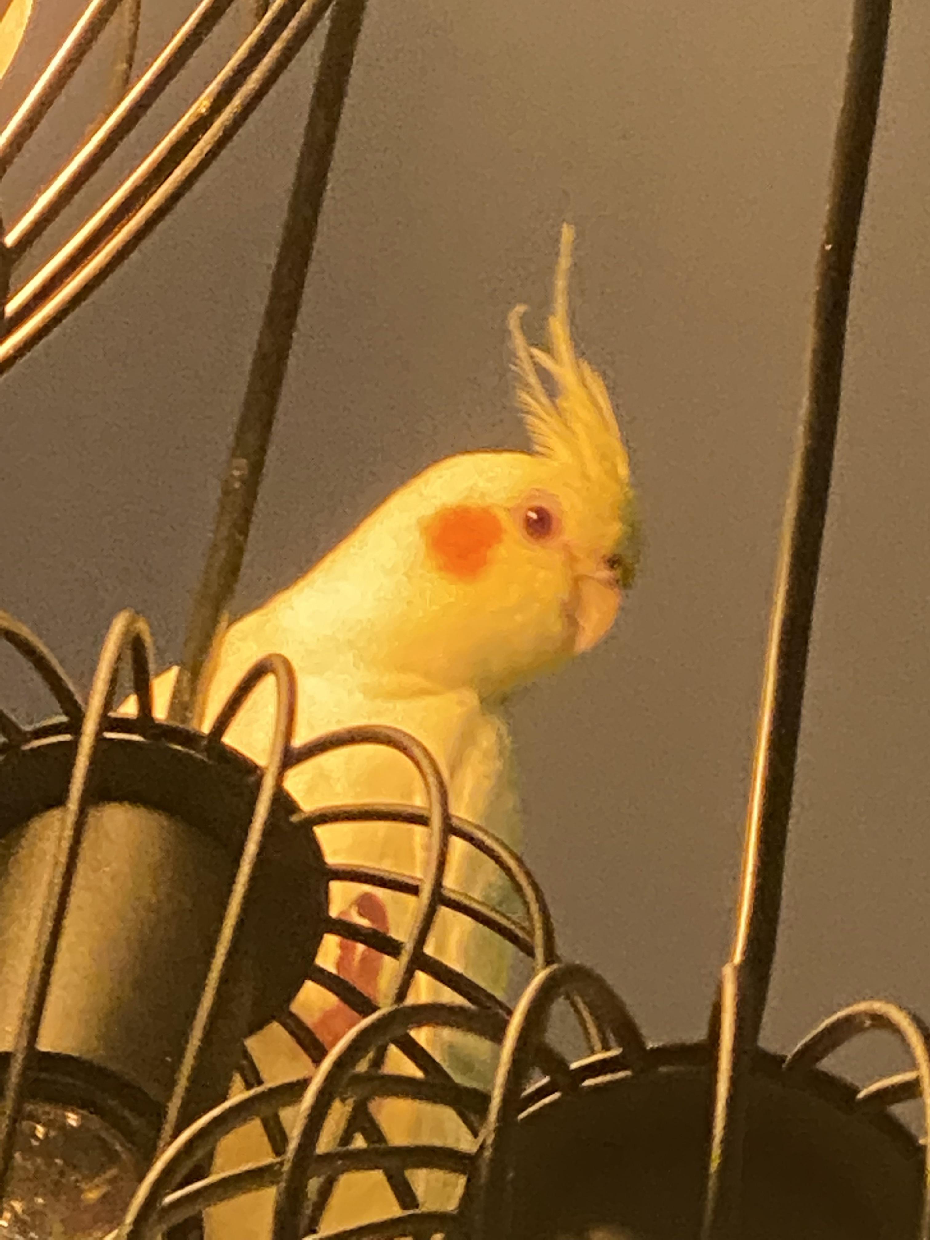 3 photo of my bird on a lamp r/cockatiel