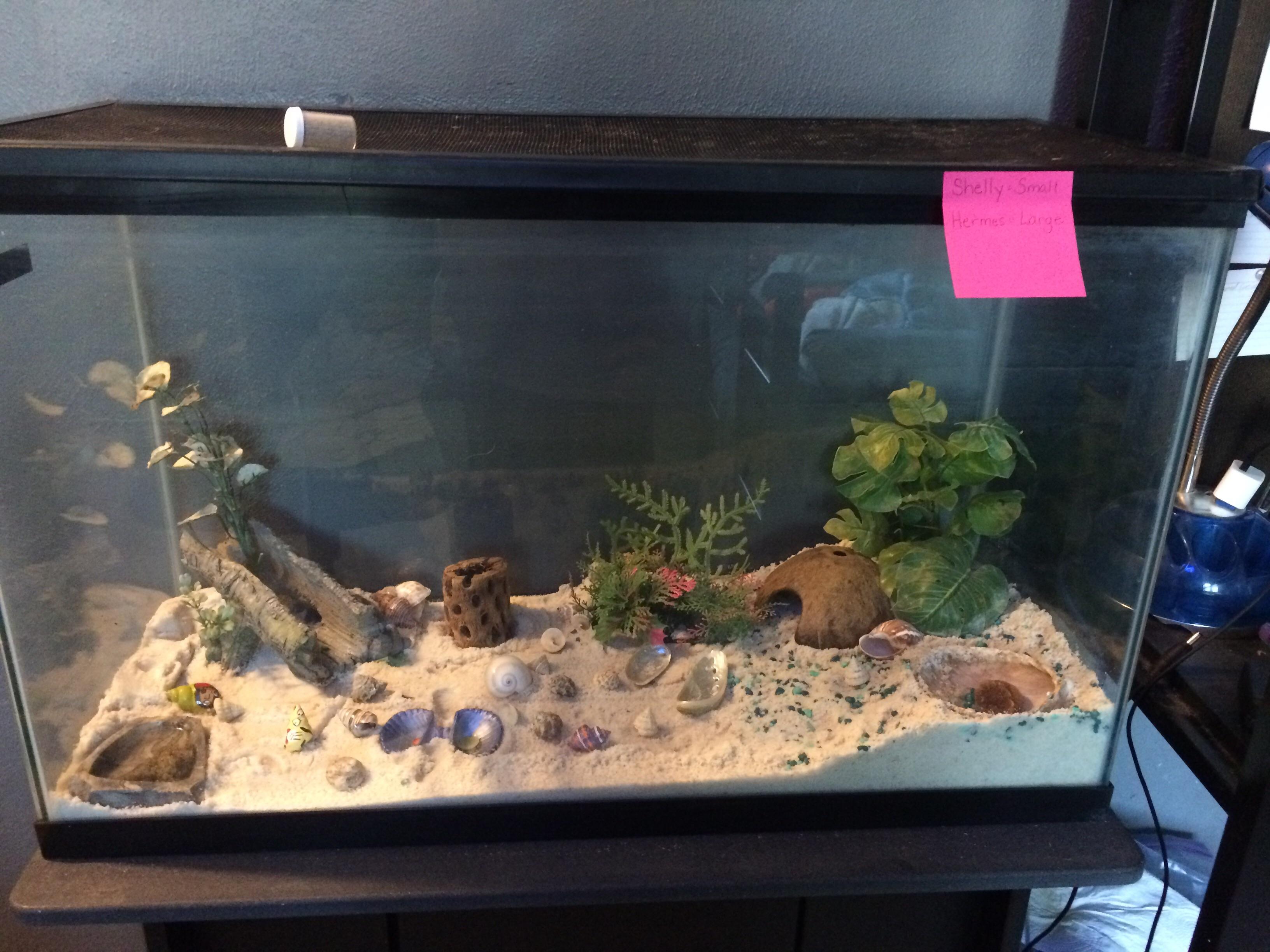 How is this for a habitat I just got my hermit crabs and set it up