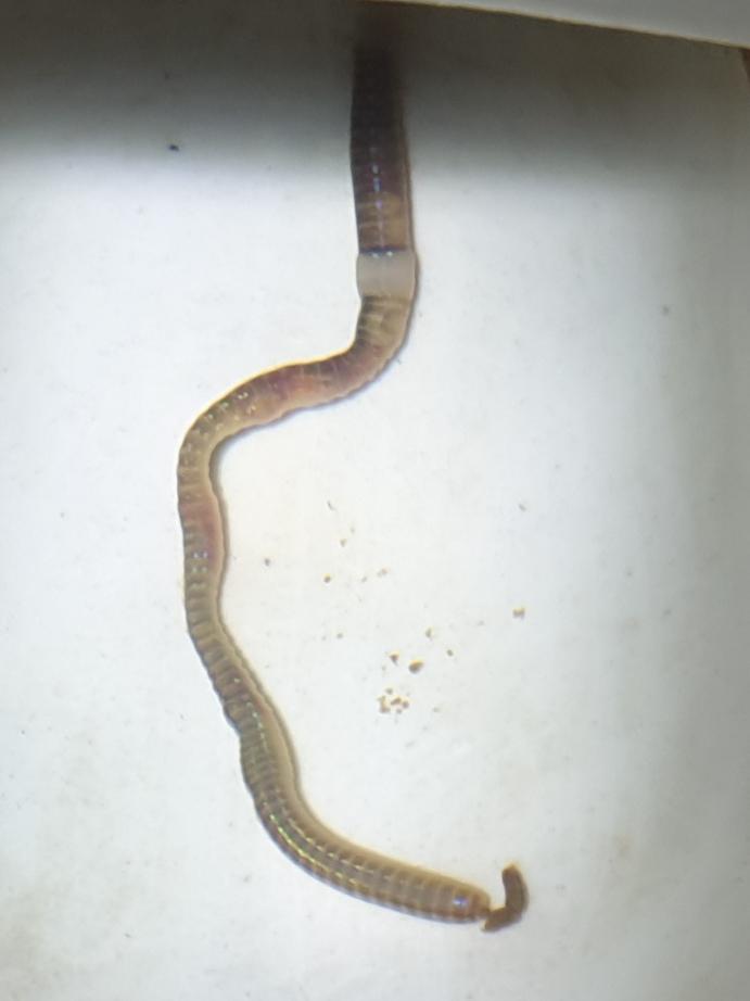 Saw this segmented worm in my toilet today r/AskDocs