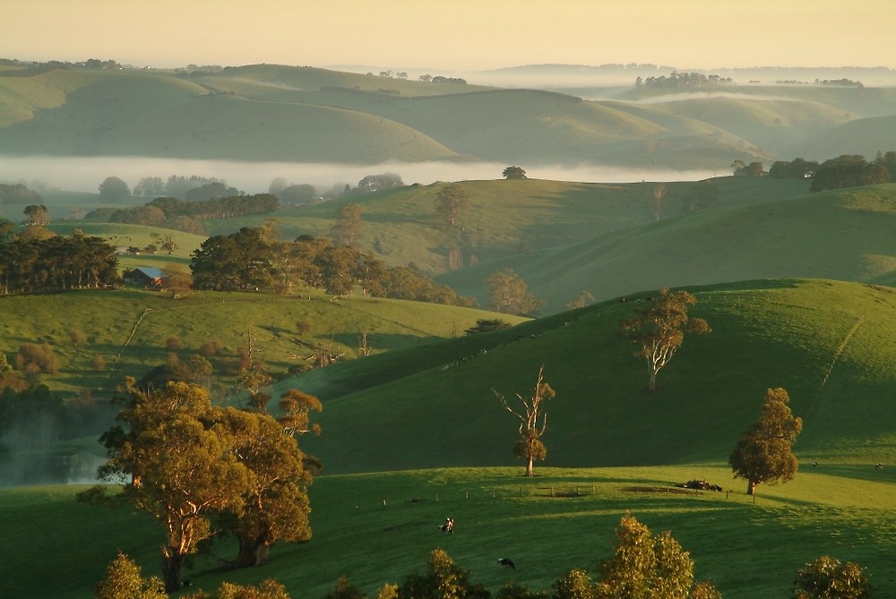 The Rolling Hills of Victoria's Gippsland region in Australia. r