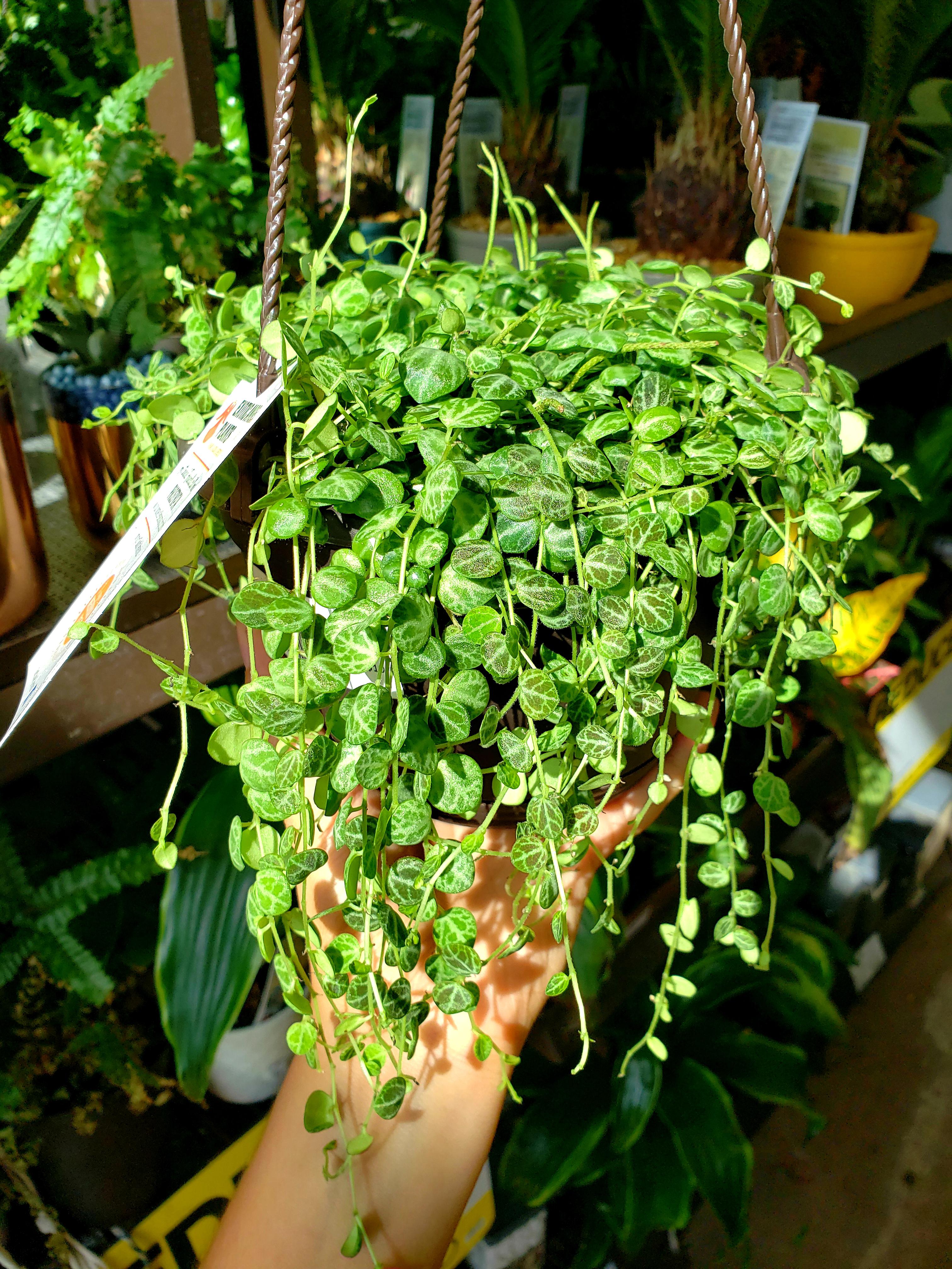 After going to 5 different stores, finally found my String of Turtles