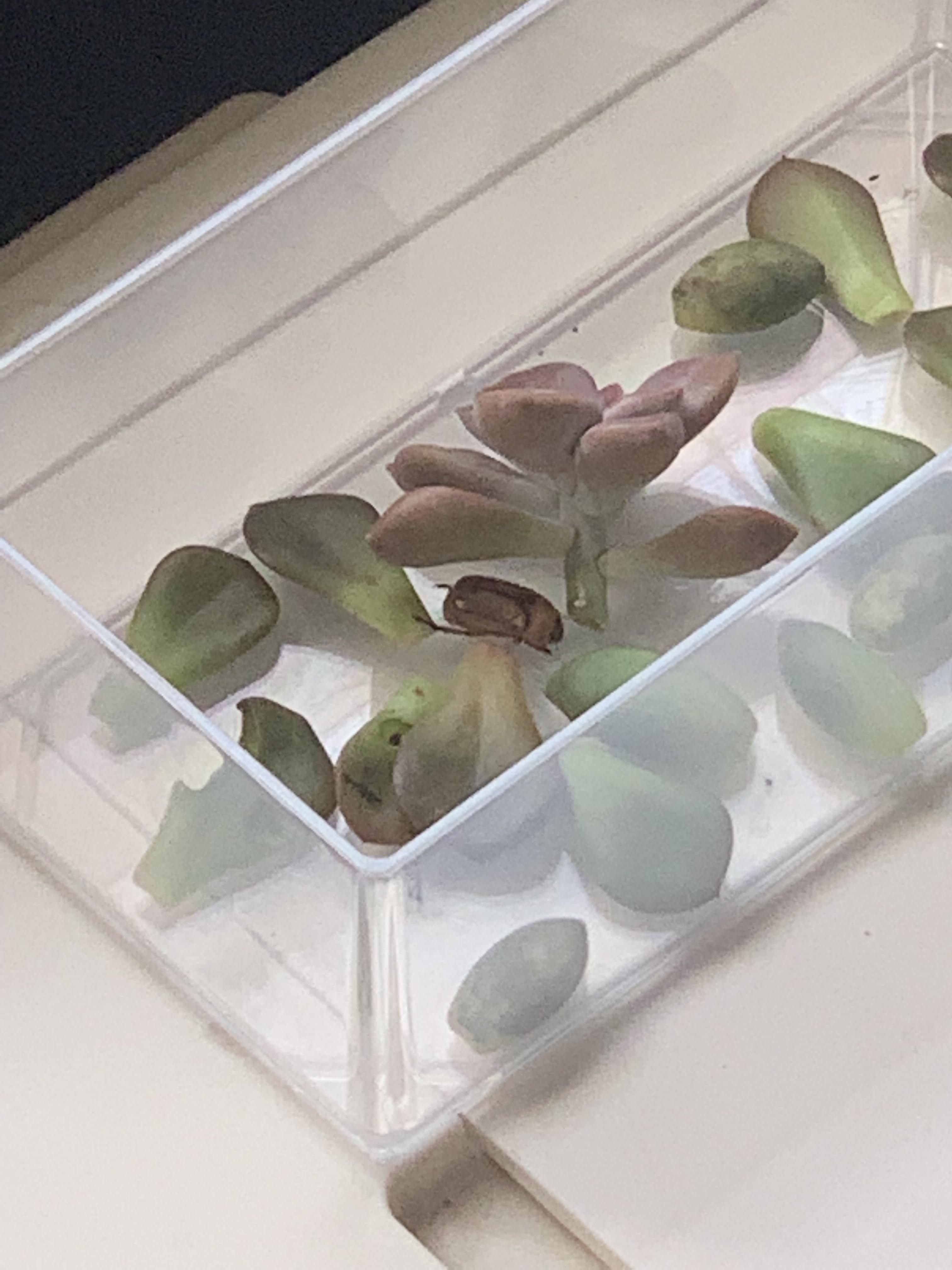 Bug eating my succulent leaves 😡 r/succulents