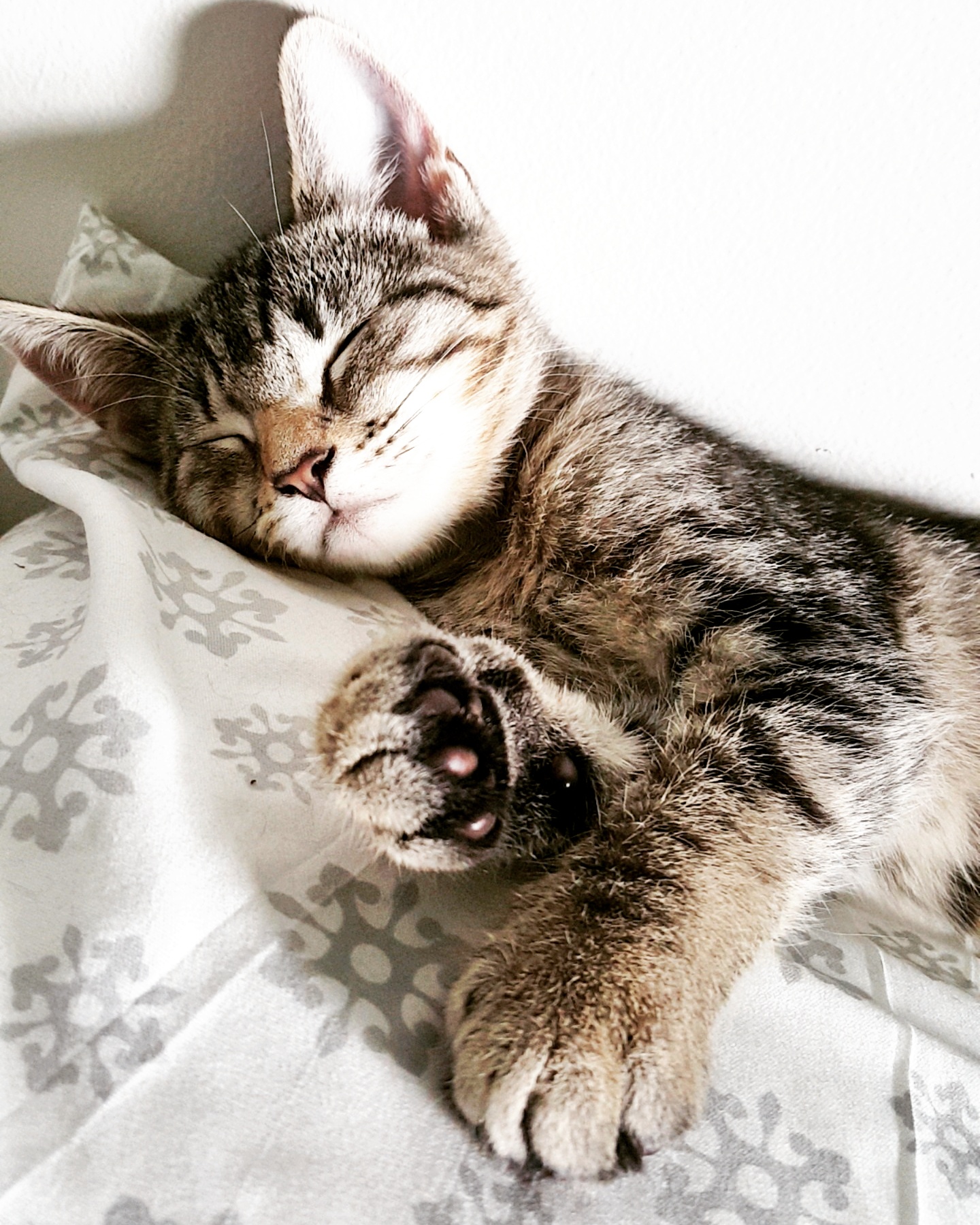 Cat naps are the best r/cats