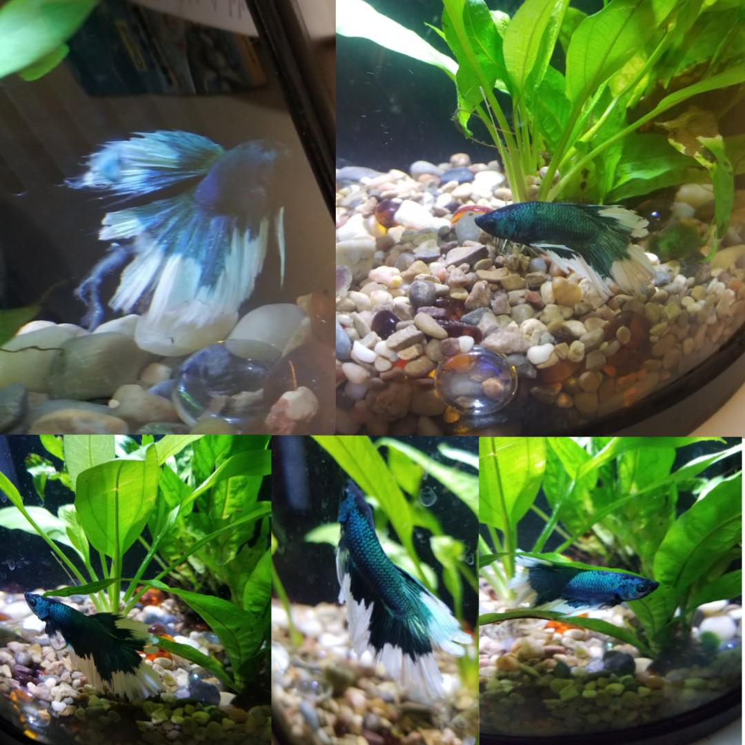 Most of the bettas at the PetSmart I got him from had ich and fungal
