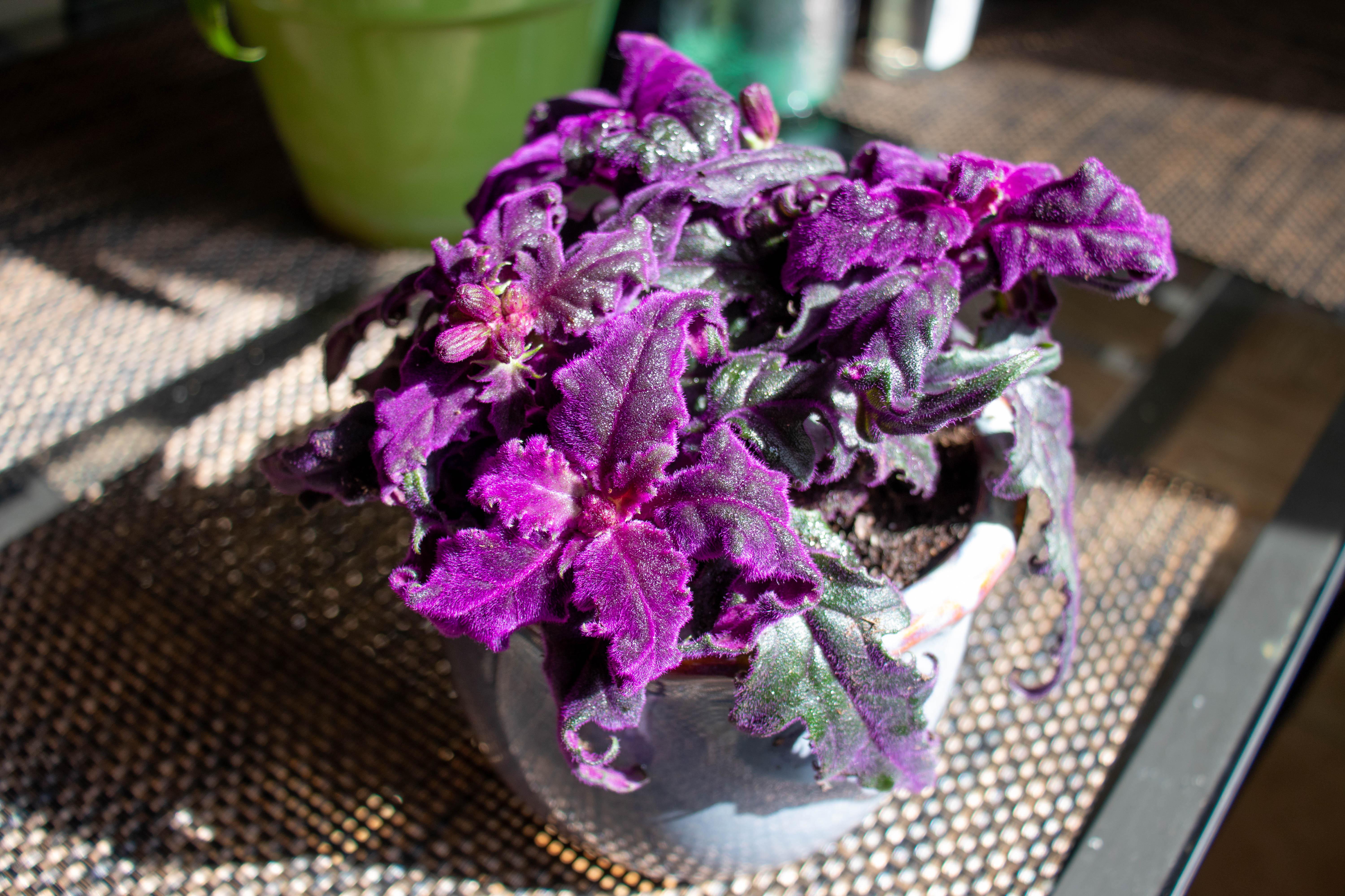 I found these insane looking flowers at Home Depot today. They are very fuzzy and deep purple