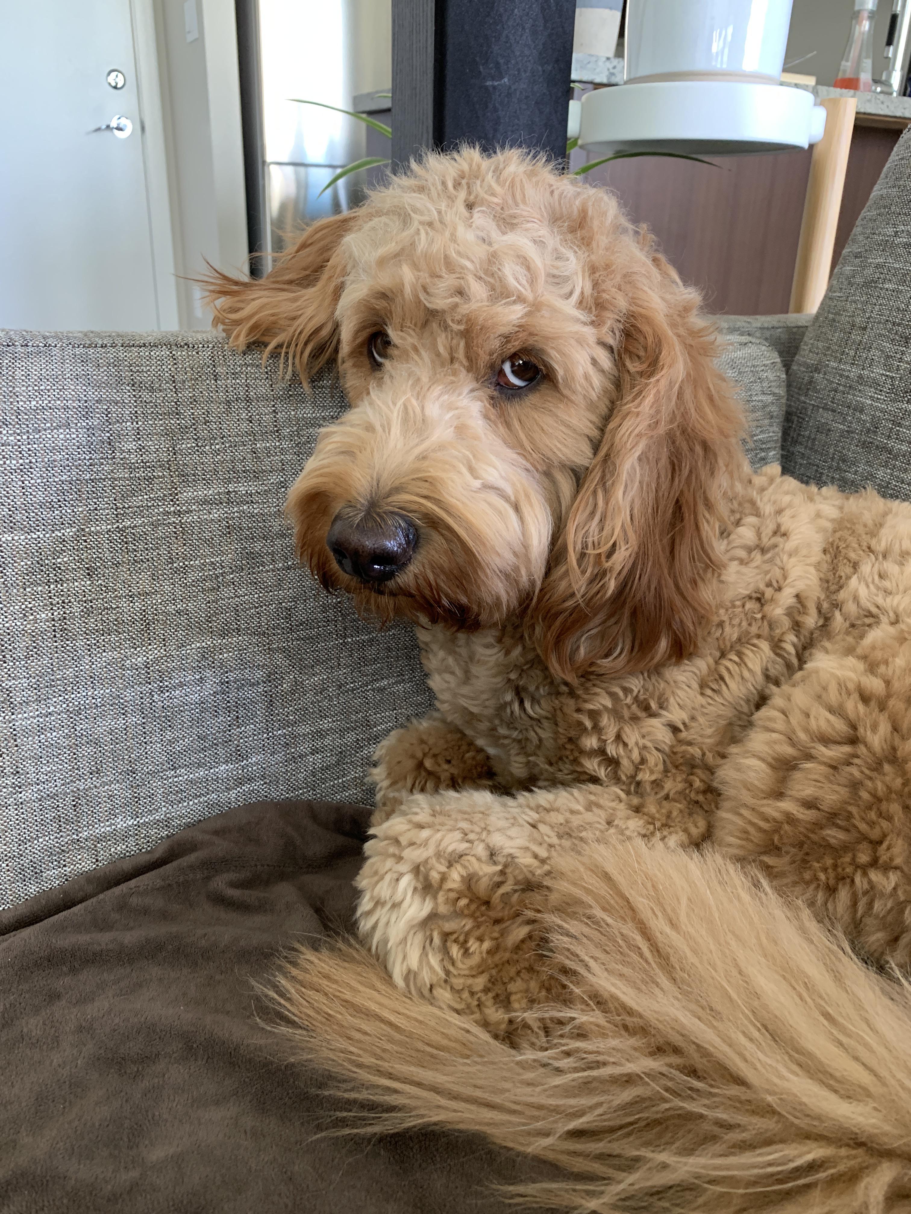 My name is Marty and I have anxiety r/Goldendoodles