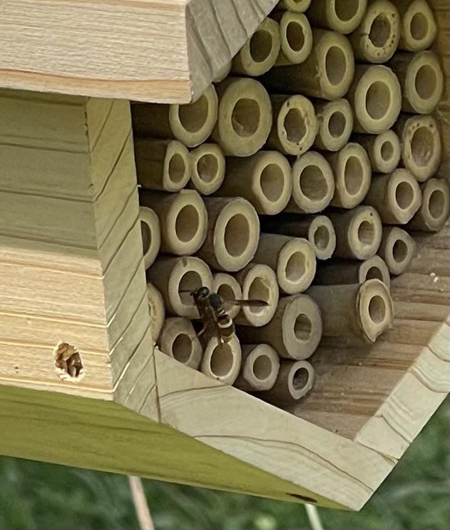 Do Mason Wasps nest in bee hotels? r/bees
