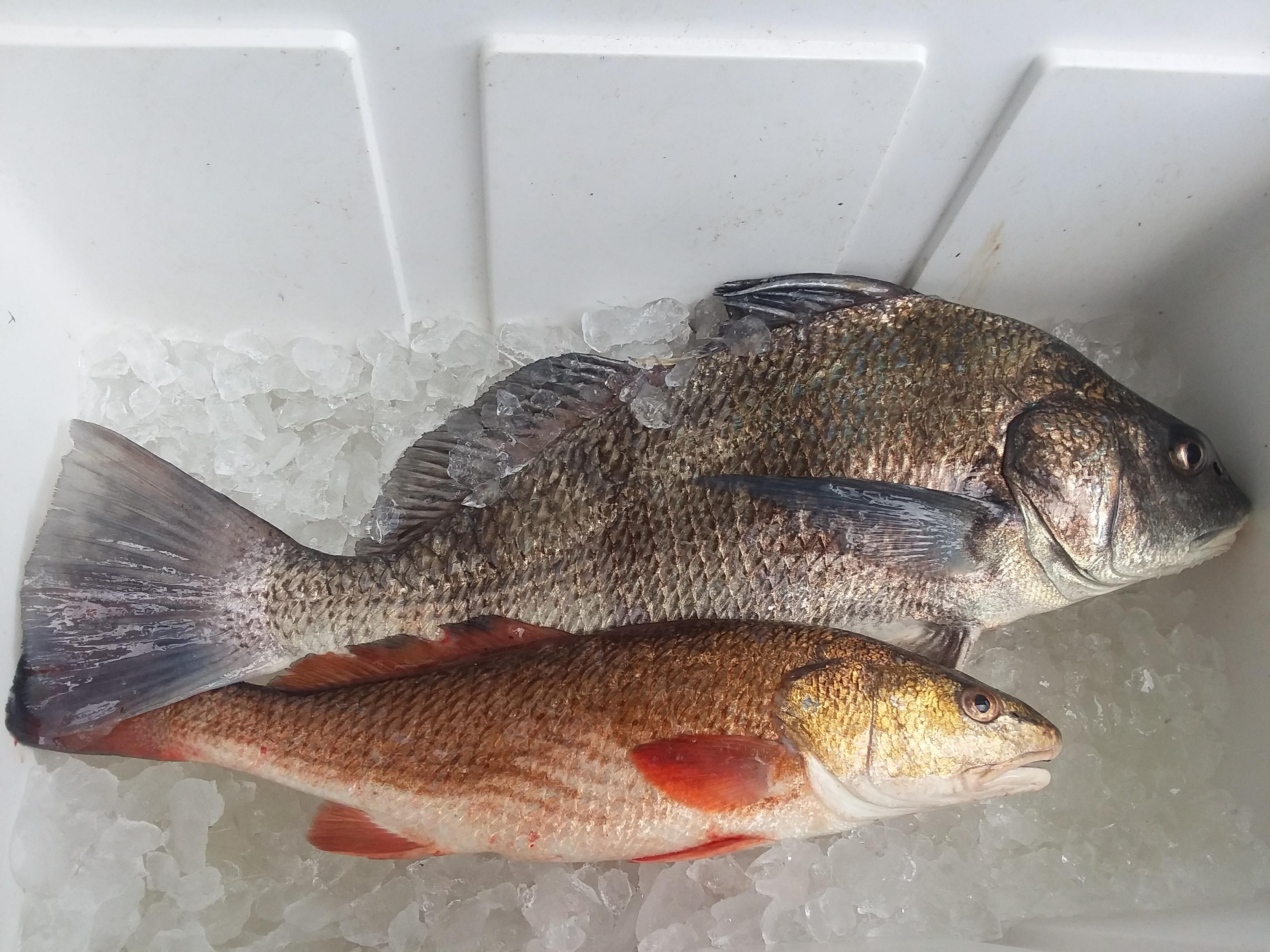 Black Drum, Redfish. Point Aux Chenes, Louisiana. r/Fishing