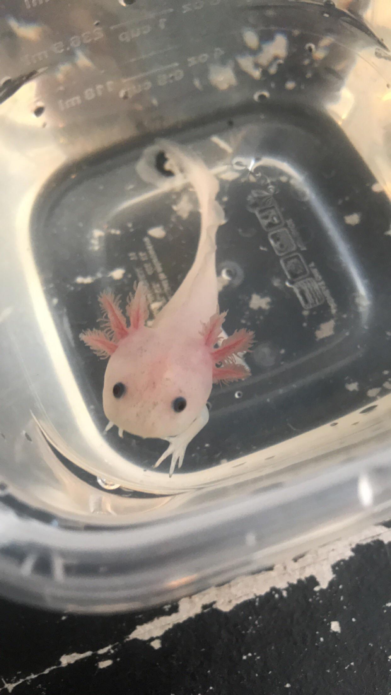 Quick water change for baby r/axolotls