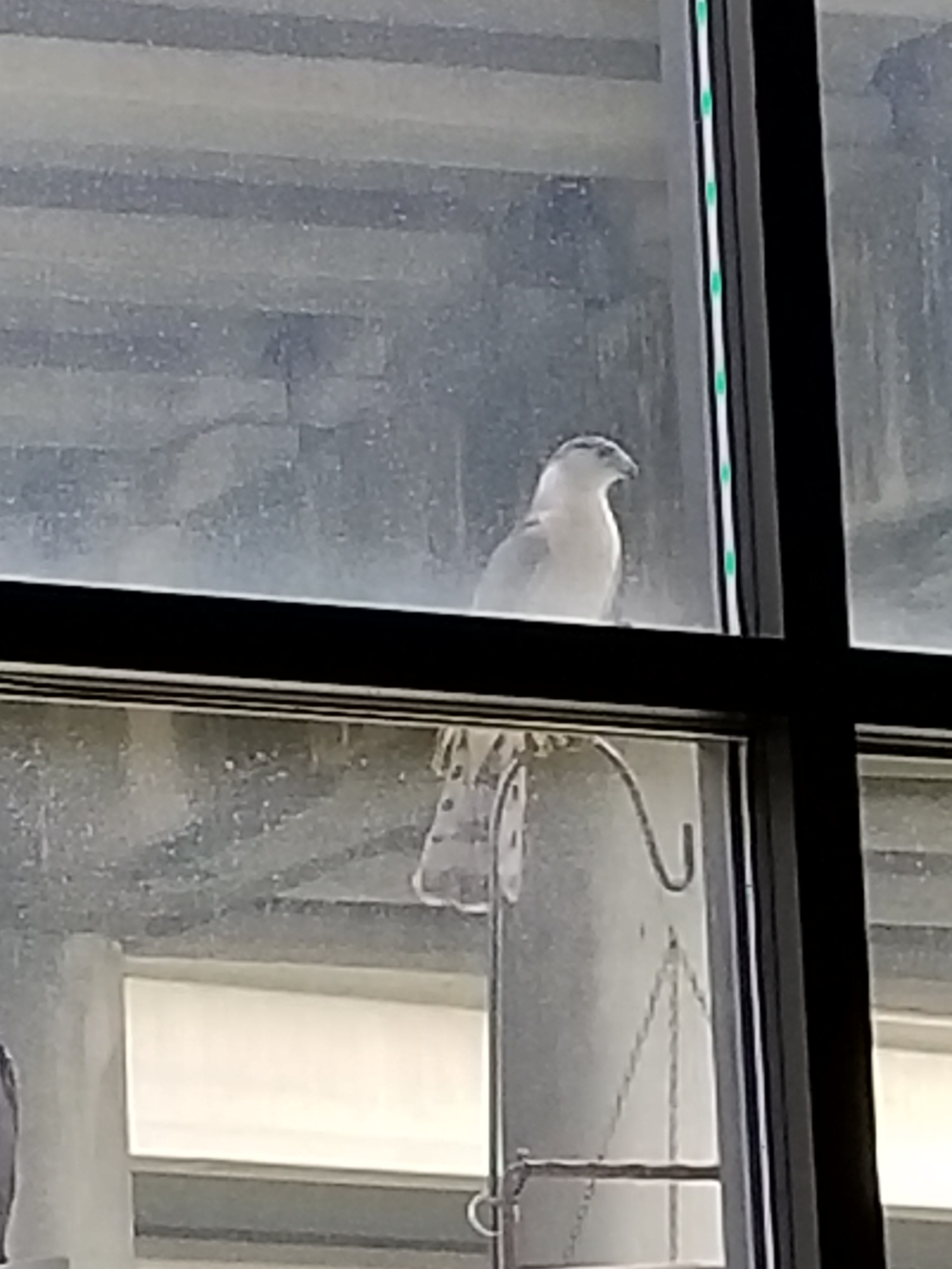 Charleston, South Carolina. Perched on bird feeder with lots of house