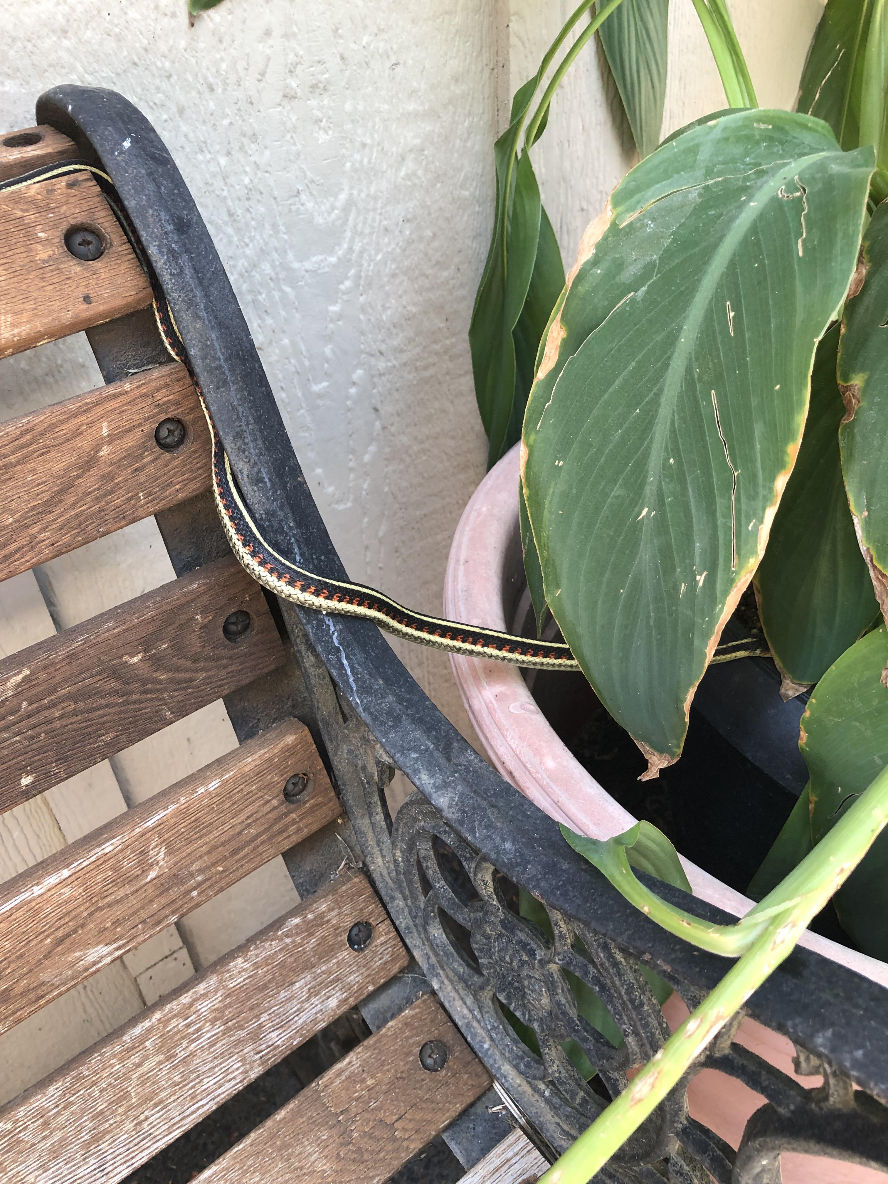 Does anyone know what kind of snake this is? It is chillin in a plant by our entry door. We live