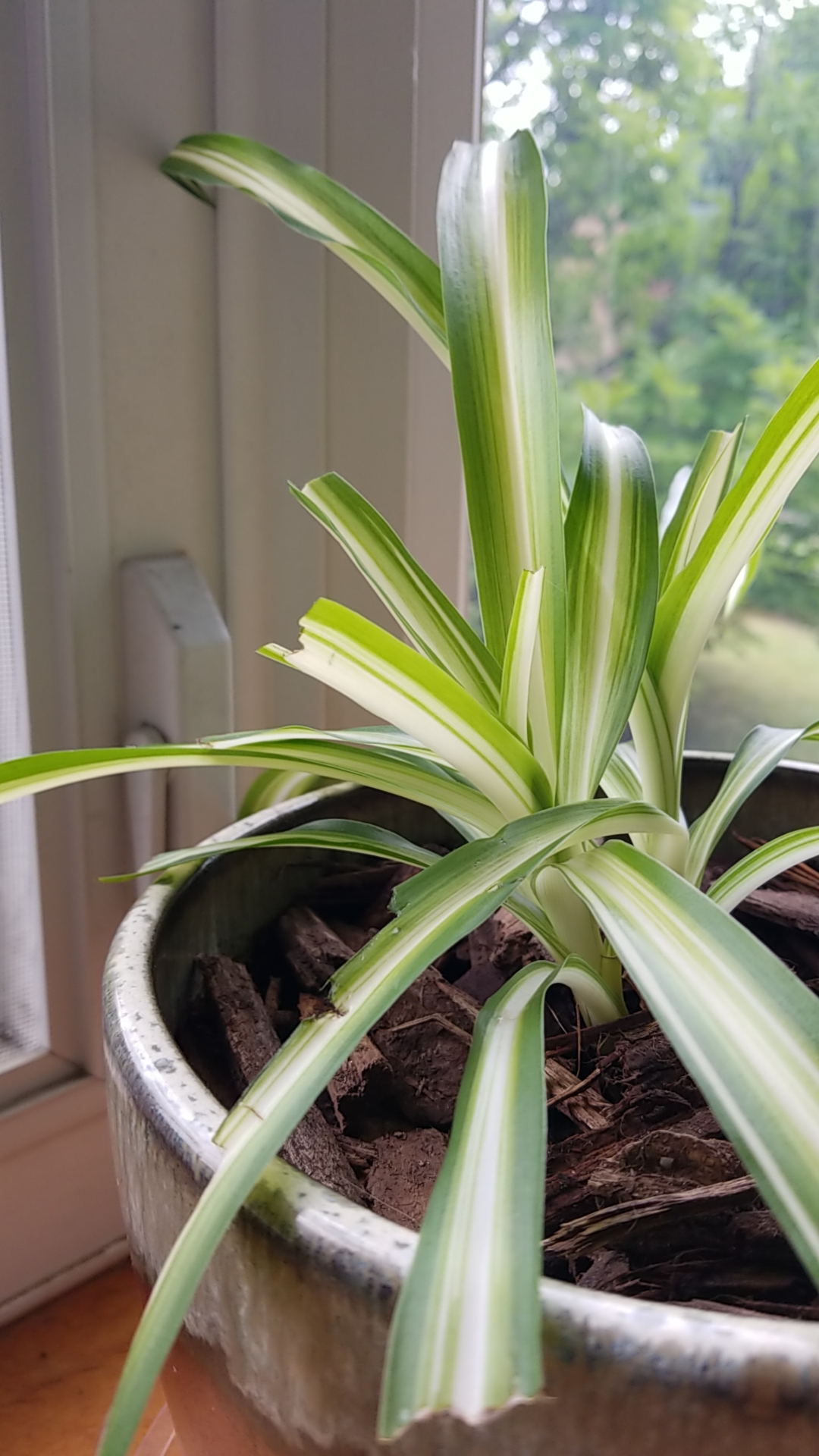 My cat keeps eating my spider plant! What do I do to discourage this