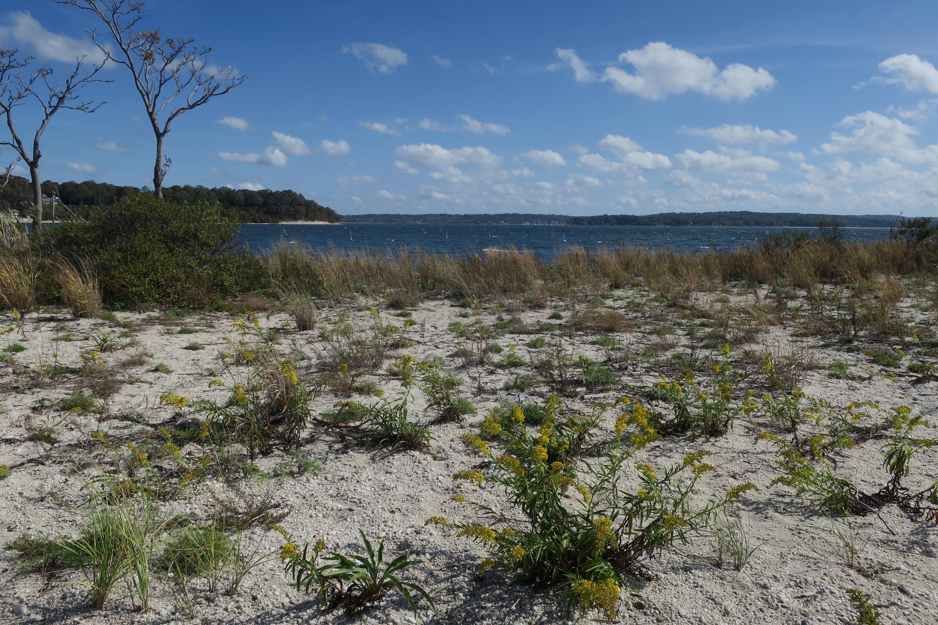 Sand City Eaton's Neck. Beautiful Day! r/longisland
