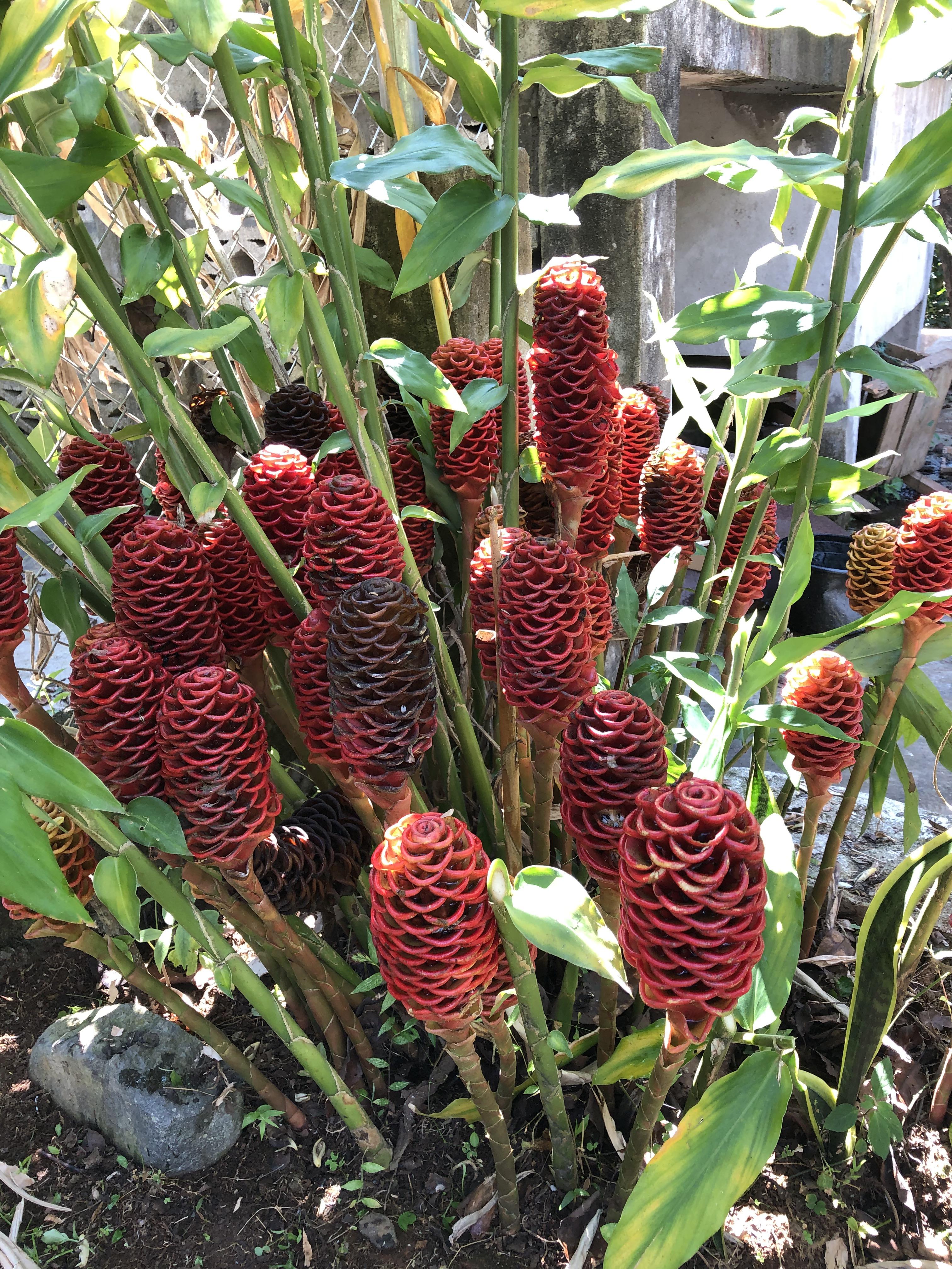 Ginger shampoo or Ginger Maracas, San Marcos Guatemala r/gardening