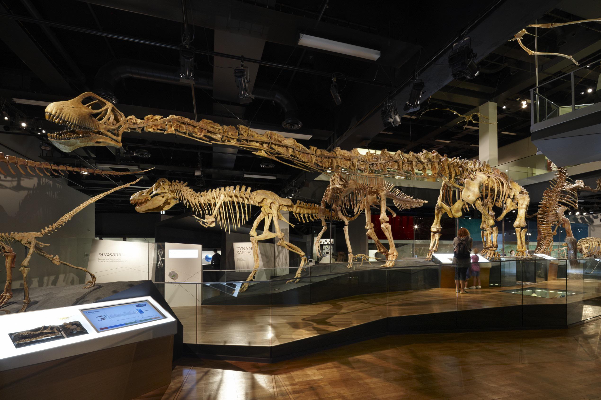 A Mamenchisaurus skeleton reconstruction displayed at the Melbourne