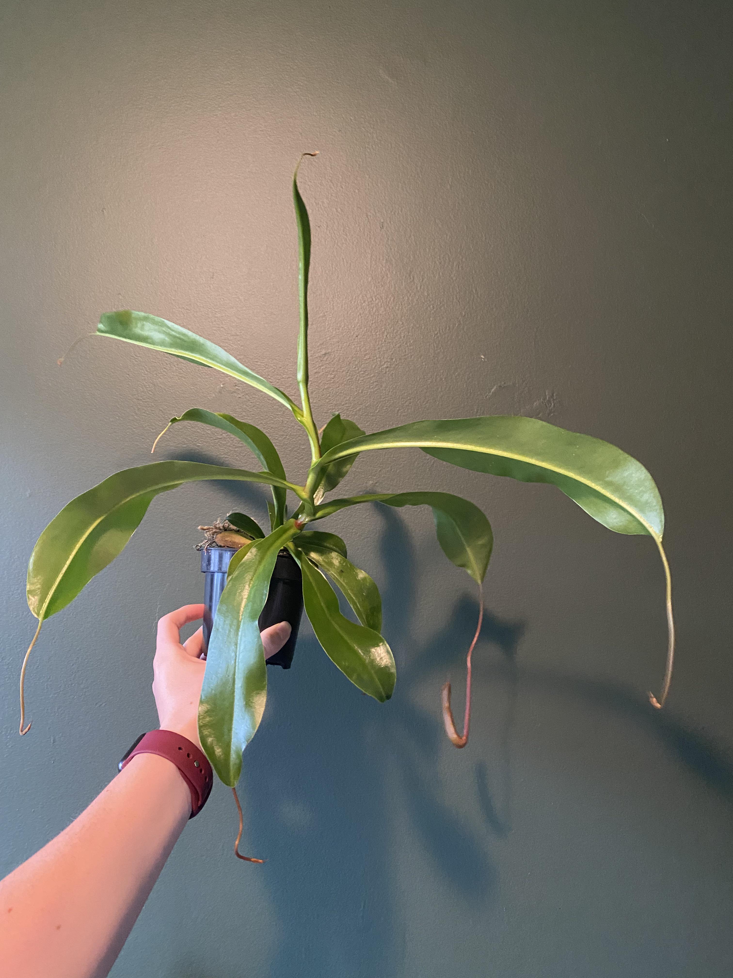 Hi all! I’m new to carnivorous plants and I was just wondering how I