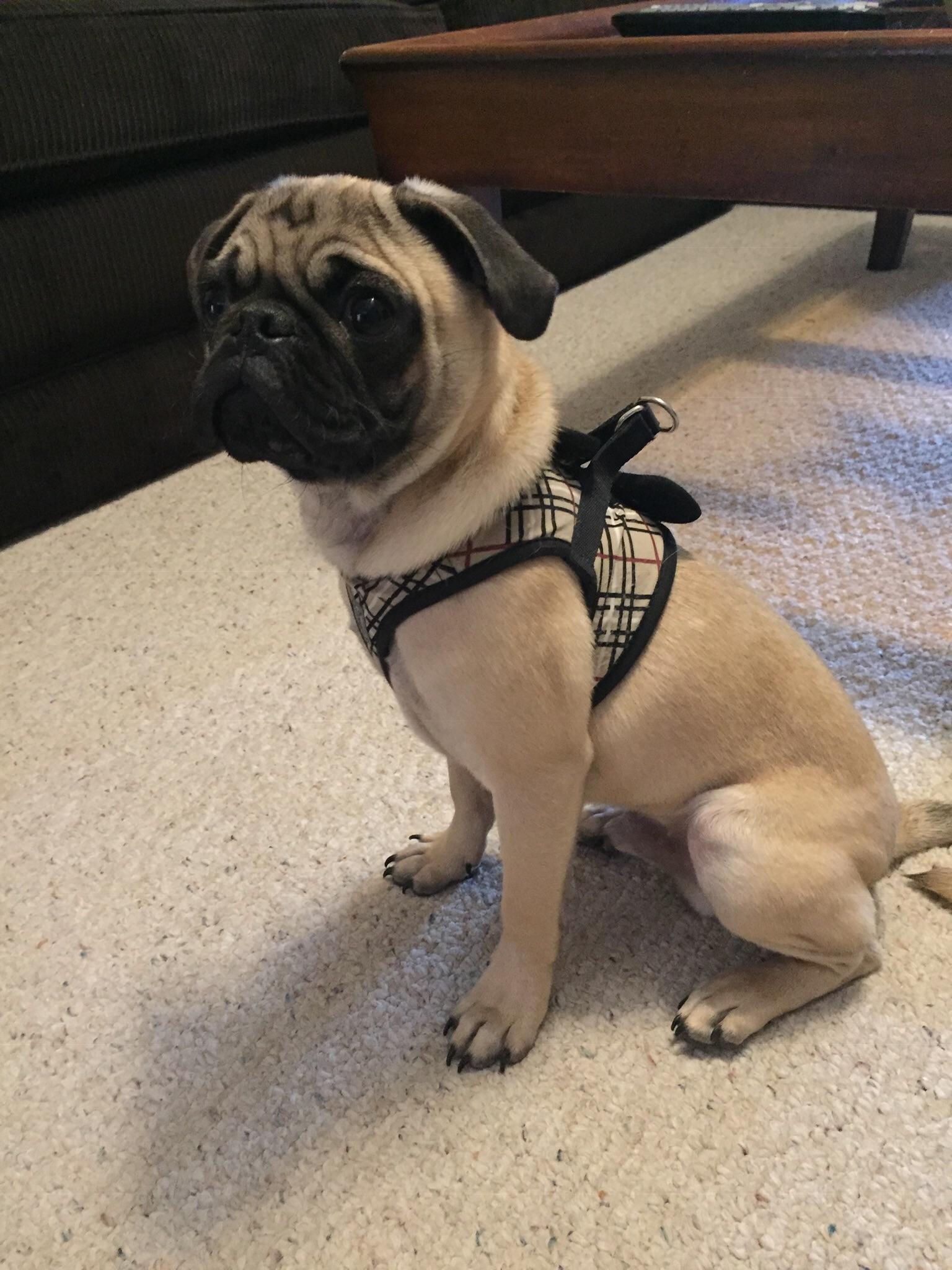 How many votes can my puppy get on my cake day? pug