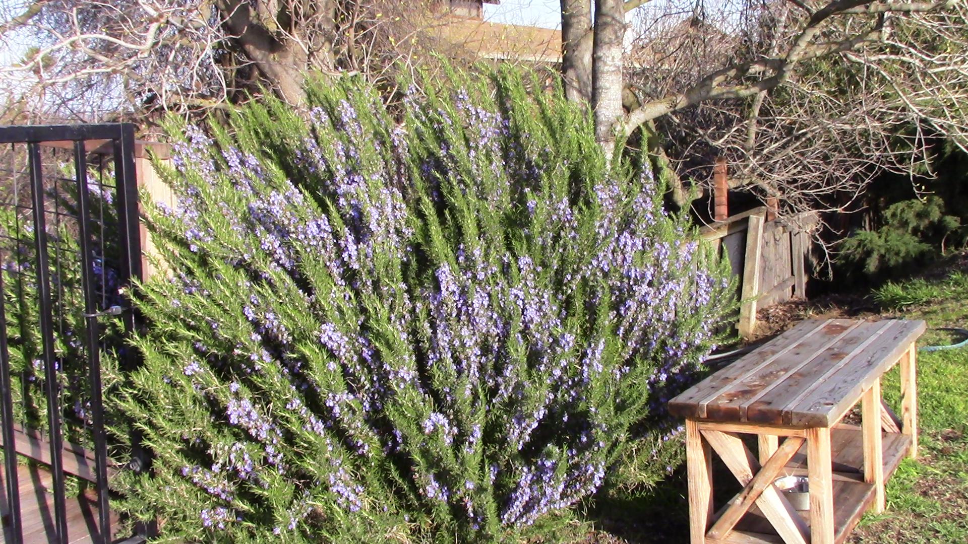 Rosemary for the masses, look at the size of this Rosemary, bush. r