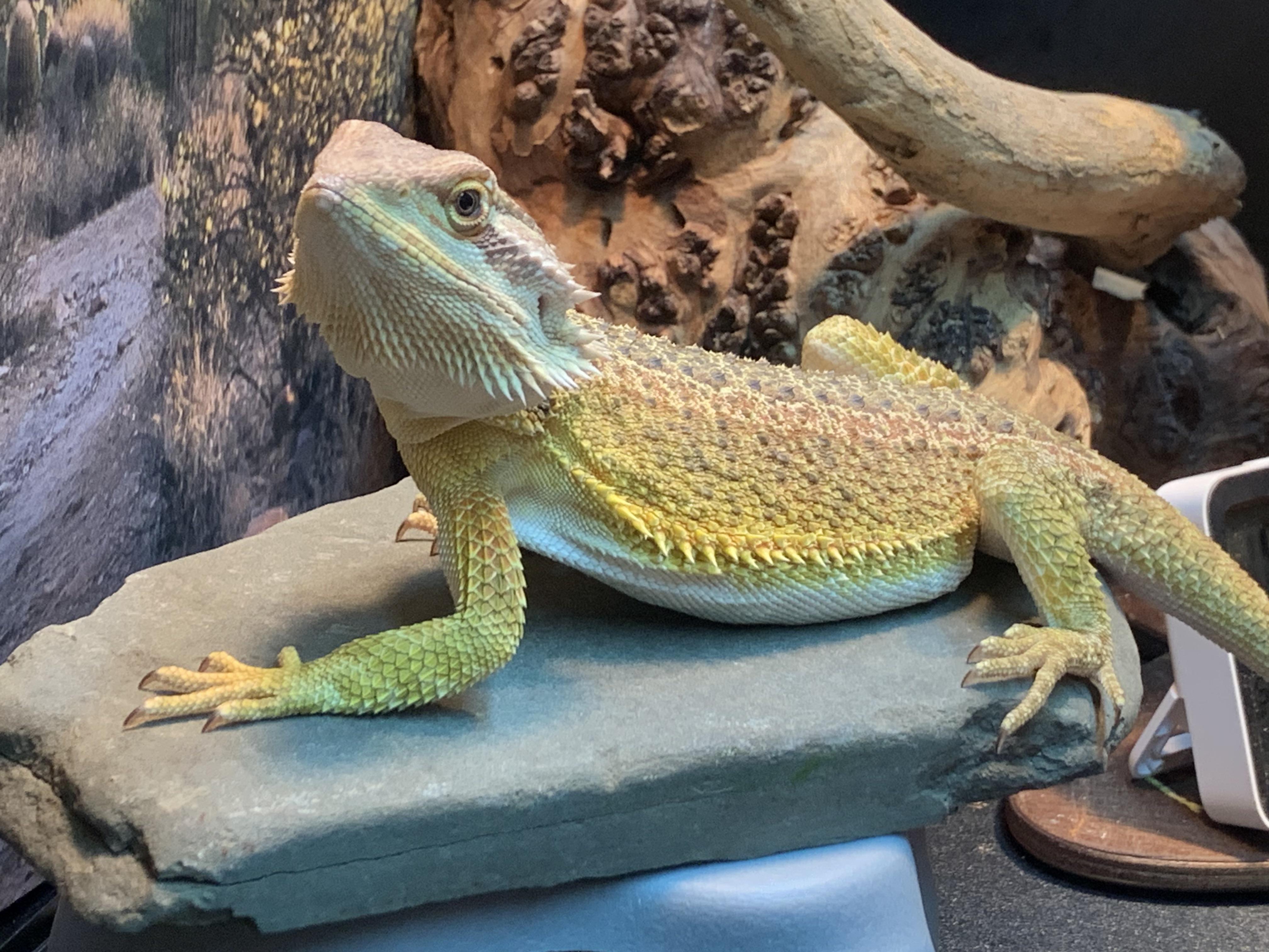 how often should i be feeding my beardie? r/BeardedDragons