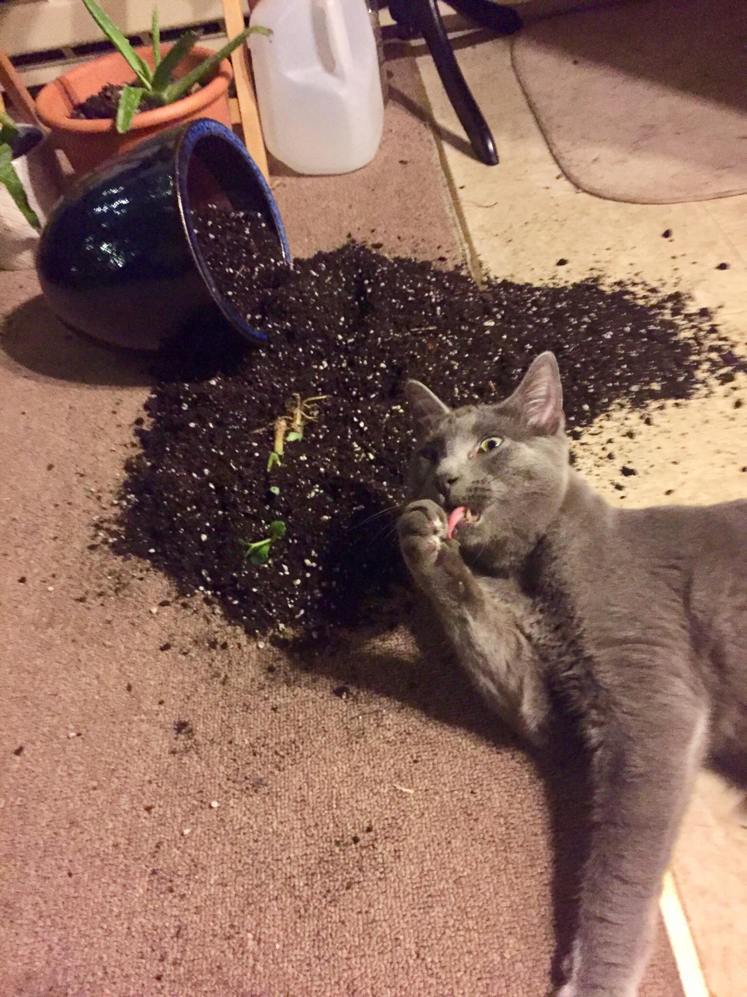 Clean this up hooman; it’s making my paws dirty 🐾😼 r/CatsAreAssholes
