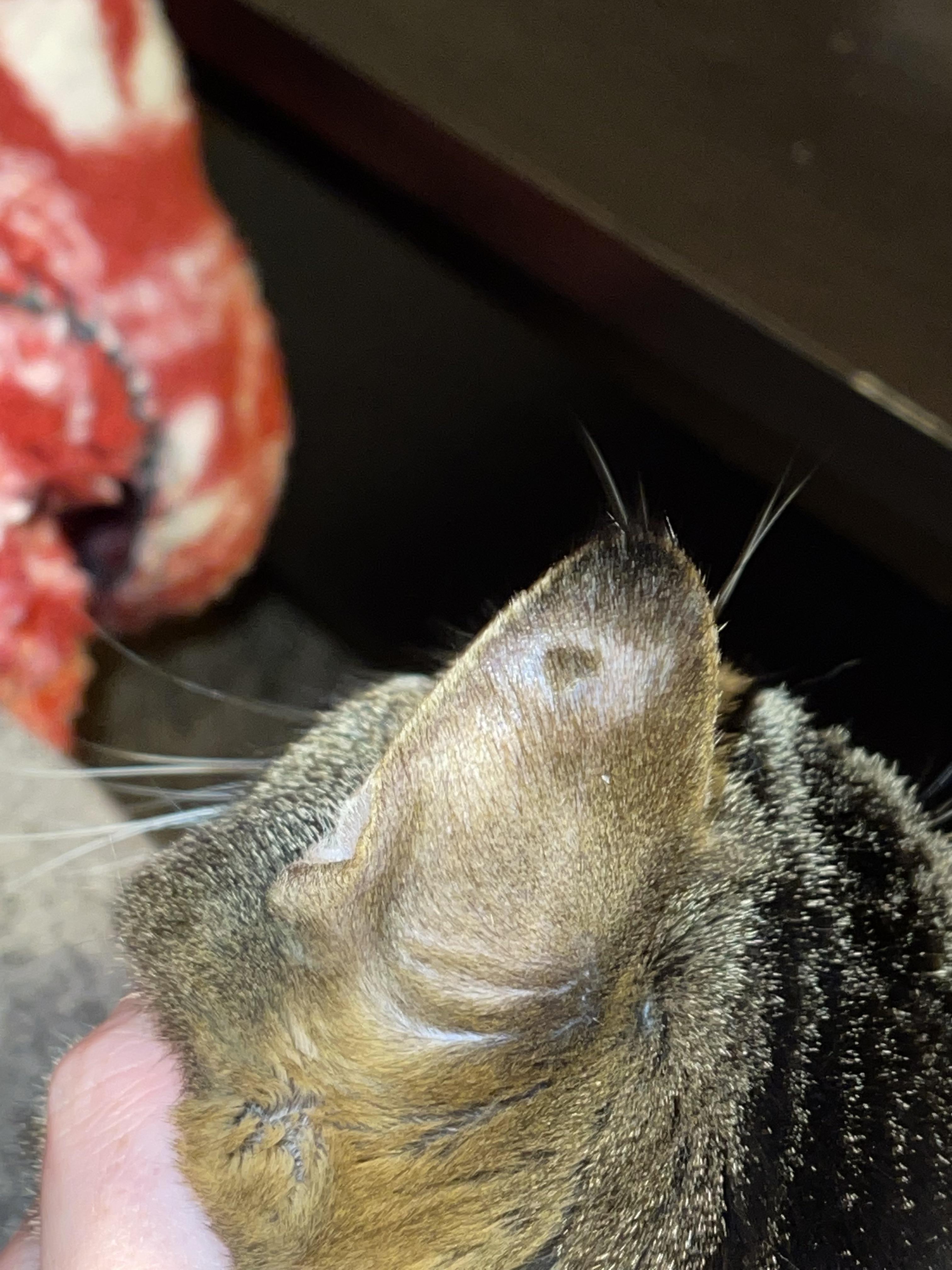 What is this on my cats ear? He had ringworm two years ago and it didn