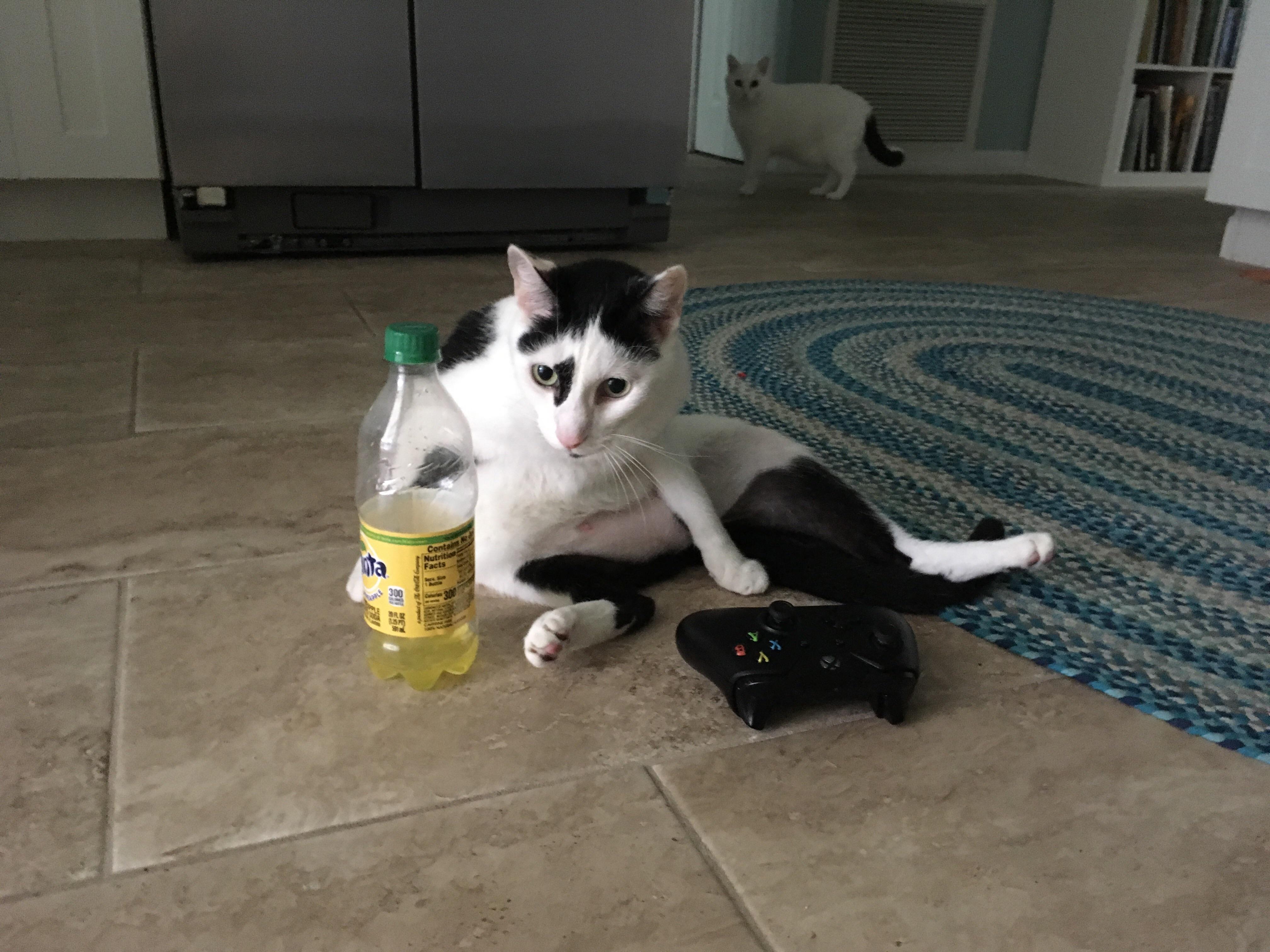 My cat just got his first game console and my other cat is just