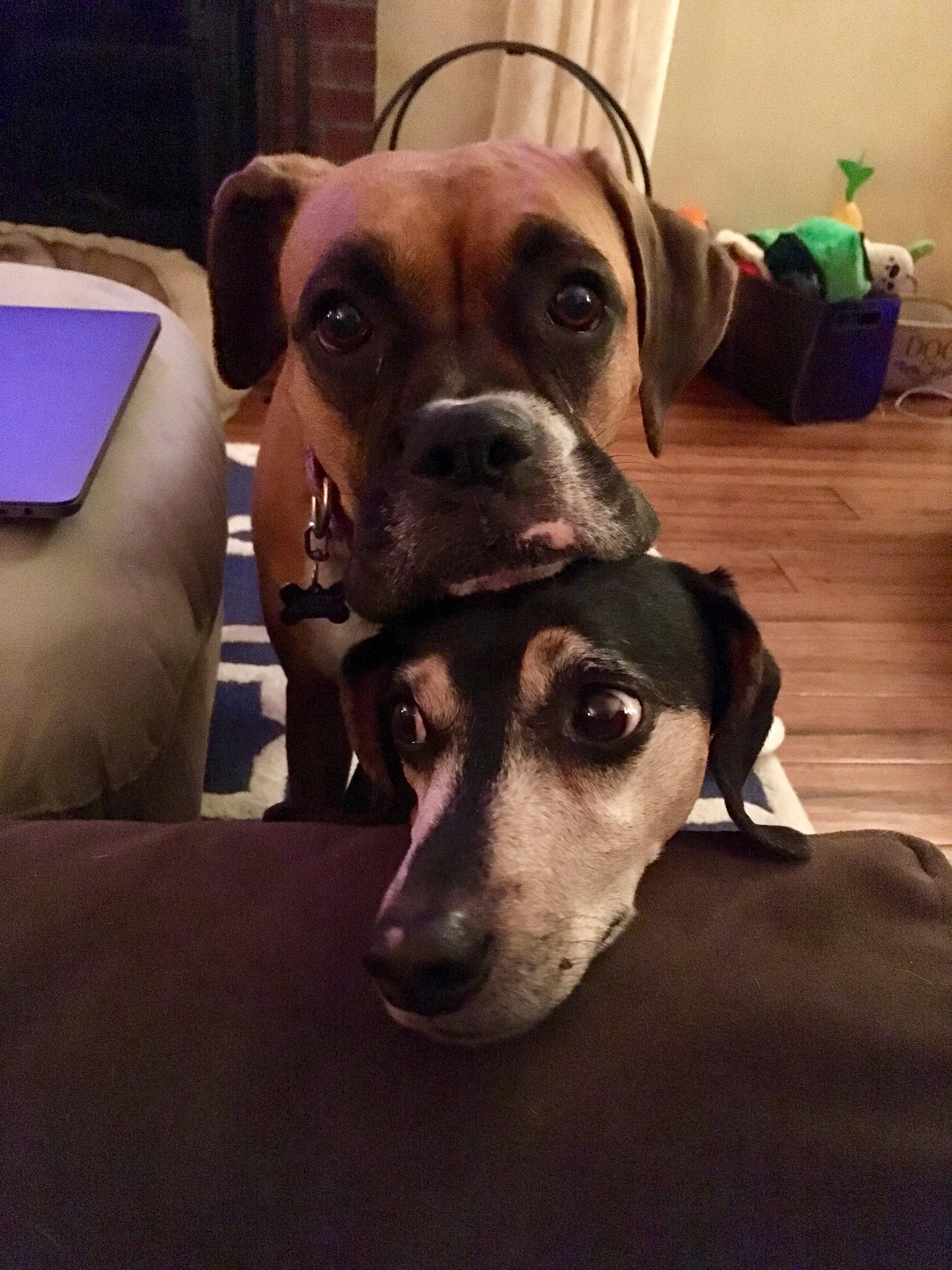This is how my dogs beg when I'm sitting on the couch eating a slice of